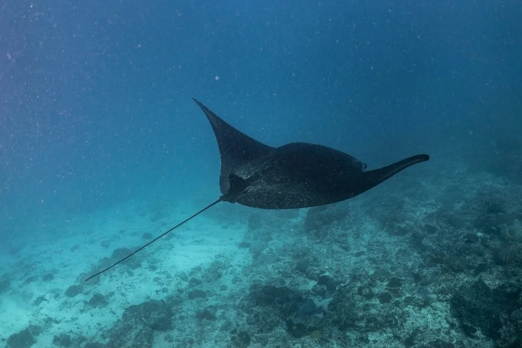 Manta Ray Nusa Penida