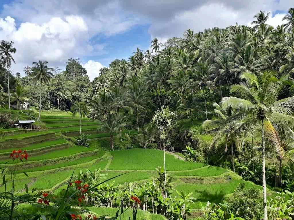 Tegallalang Rice Terrace Bali