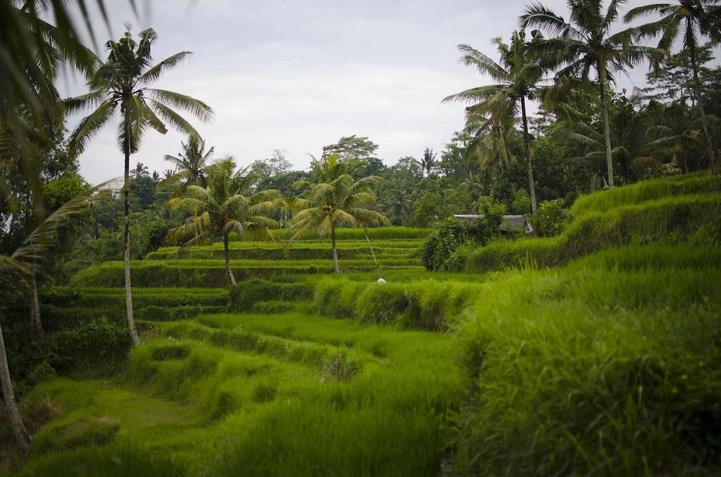 Rice field Ubud Bali