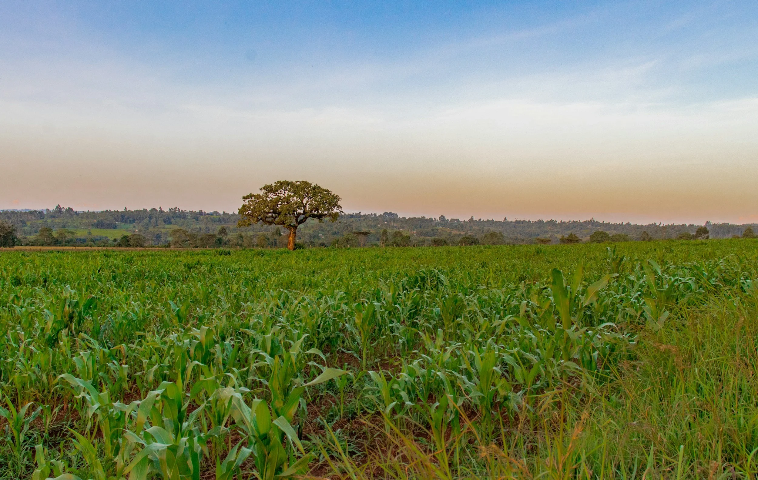 wide shot of a farm in an african setting