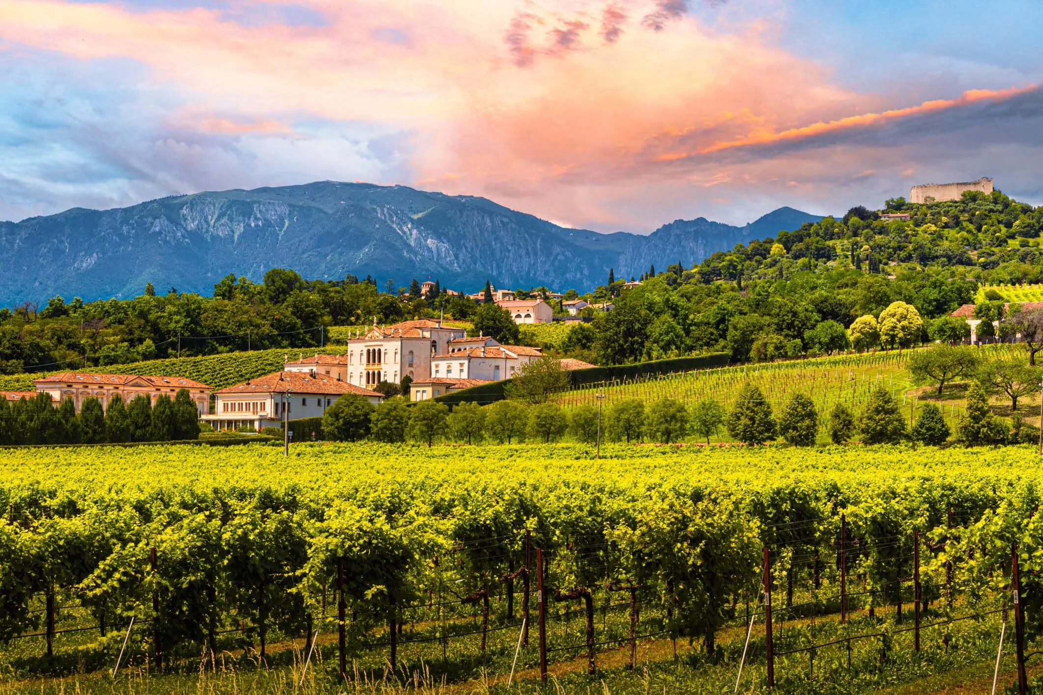 Vineyard fields with lush green grapevines, a quaint village with white buildings and terracotta roofs, surrounded by green hills and mountains, under a colorful sunset sky.