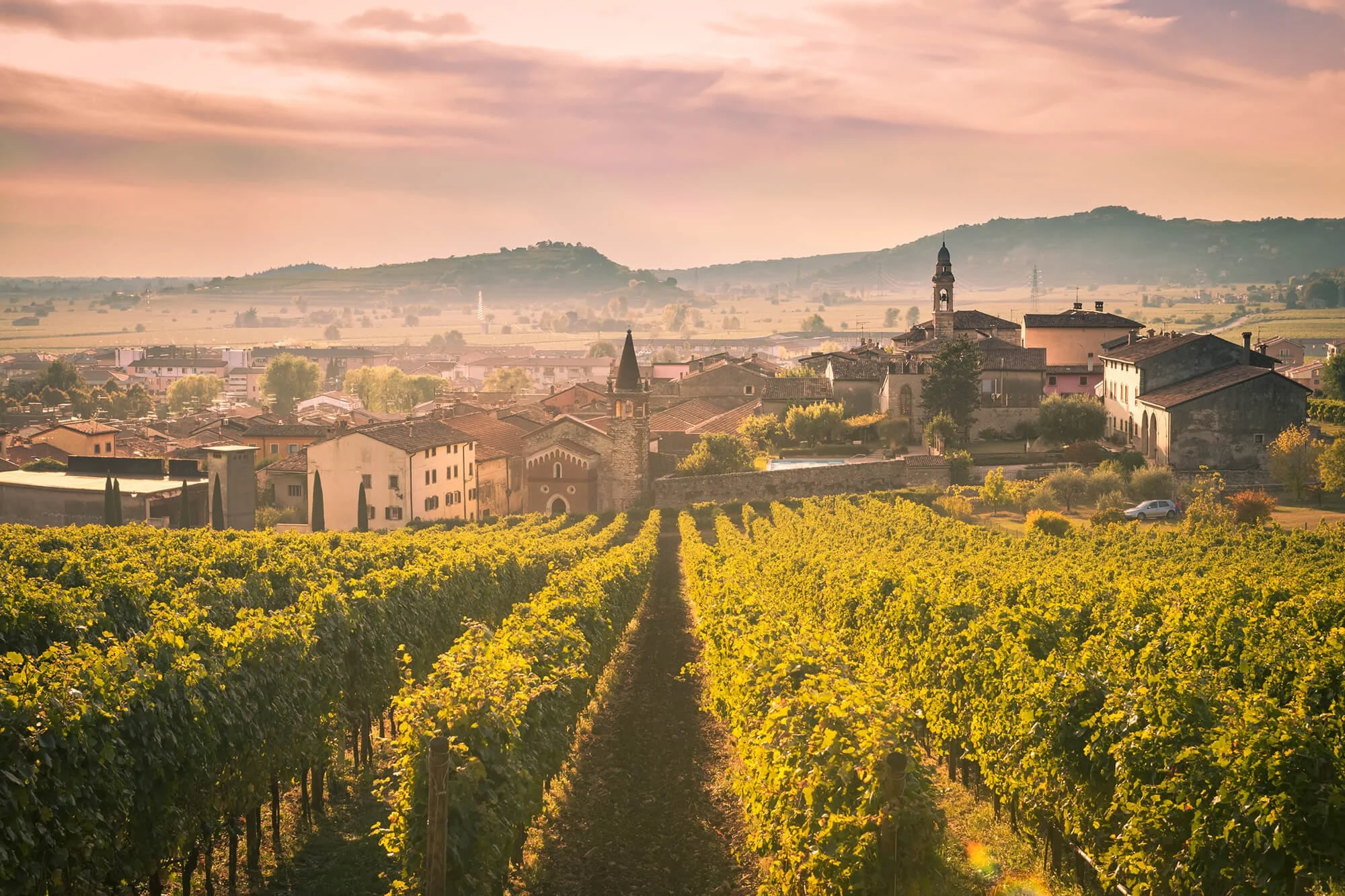 Vineyard with rows of grapevines leading to a small Italian village with church steeples, set against rolling hills at sunset.
