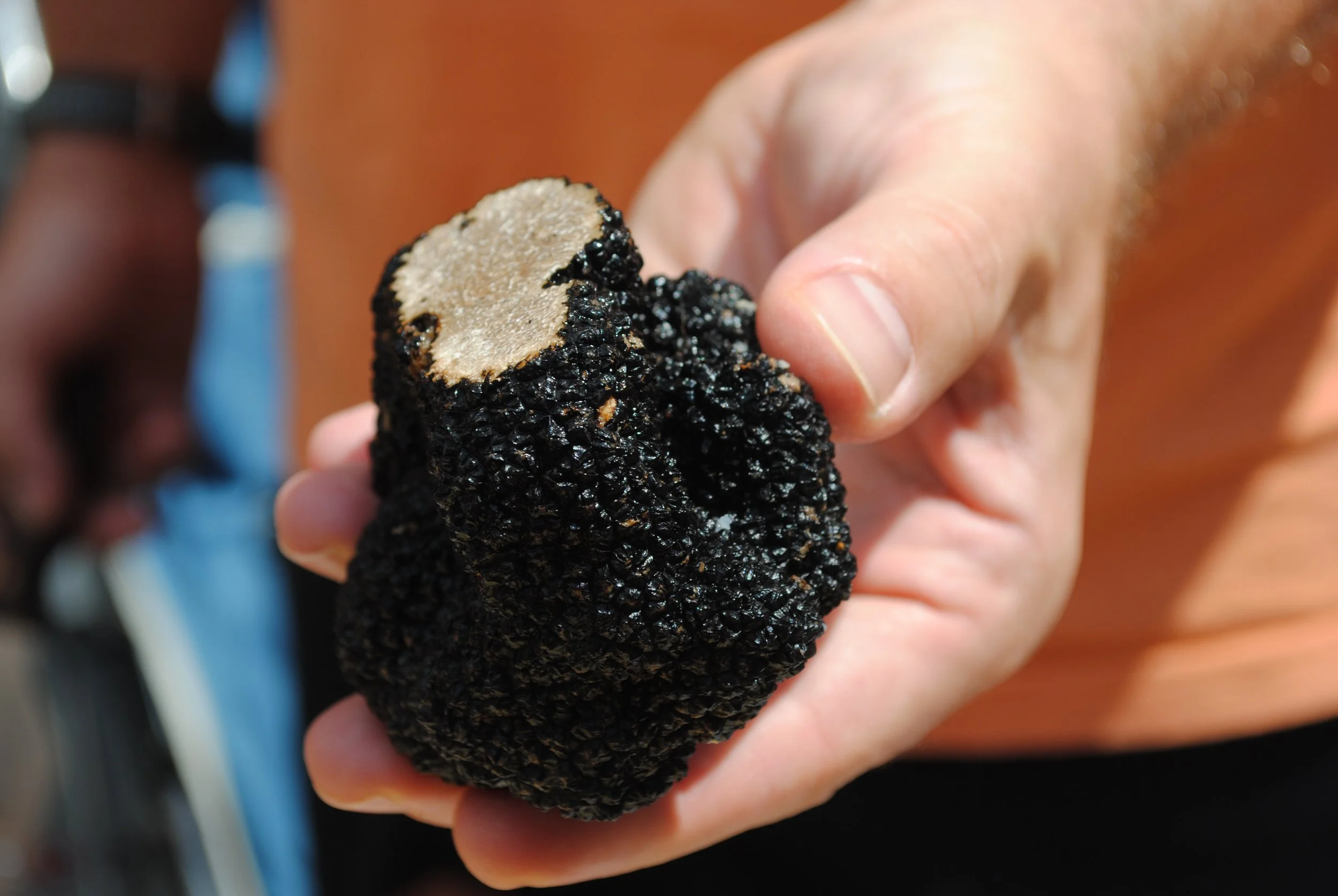 Person holding a large black truffle with a rough, textured surface and light-colored interior.