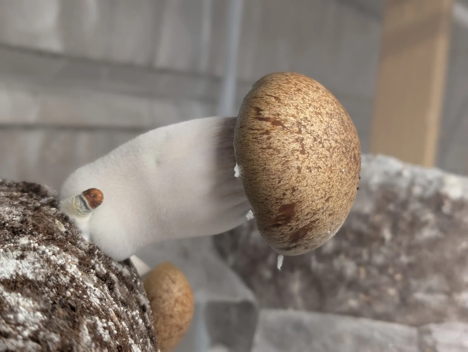 Close-up of a mushroom with a brown cap and white stem growing from soil, with another mushroom partially visible in the background.