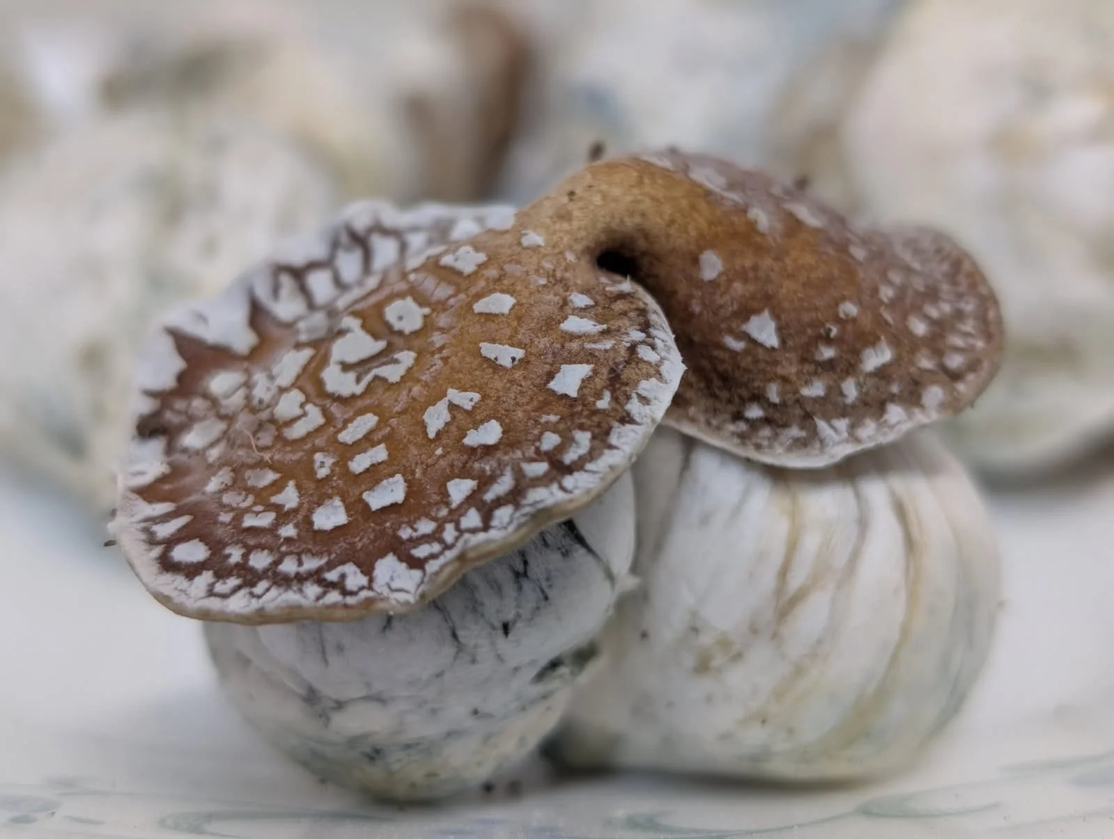 Close-up of a textured mushroom with a brown cap and white cracked pattern, surrounded by similar mushrooms.