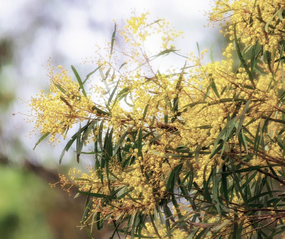 Natural Relief from Hayfever and Allergies This Spring
