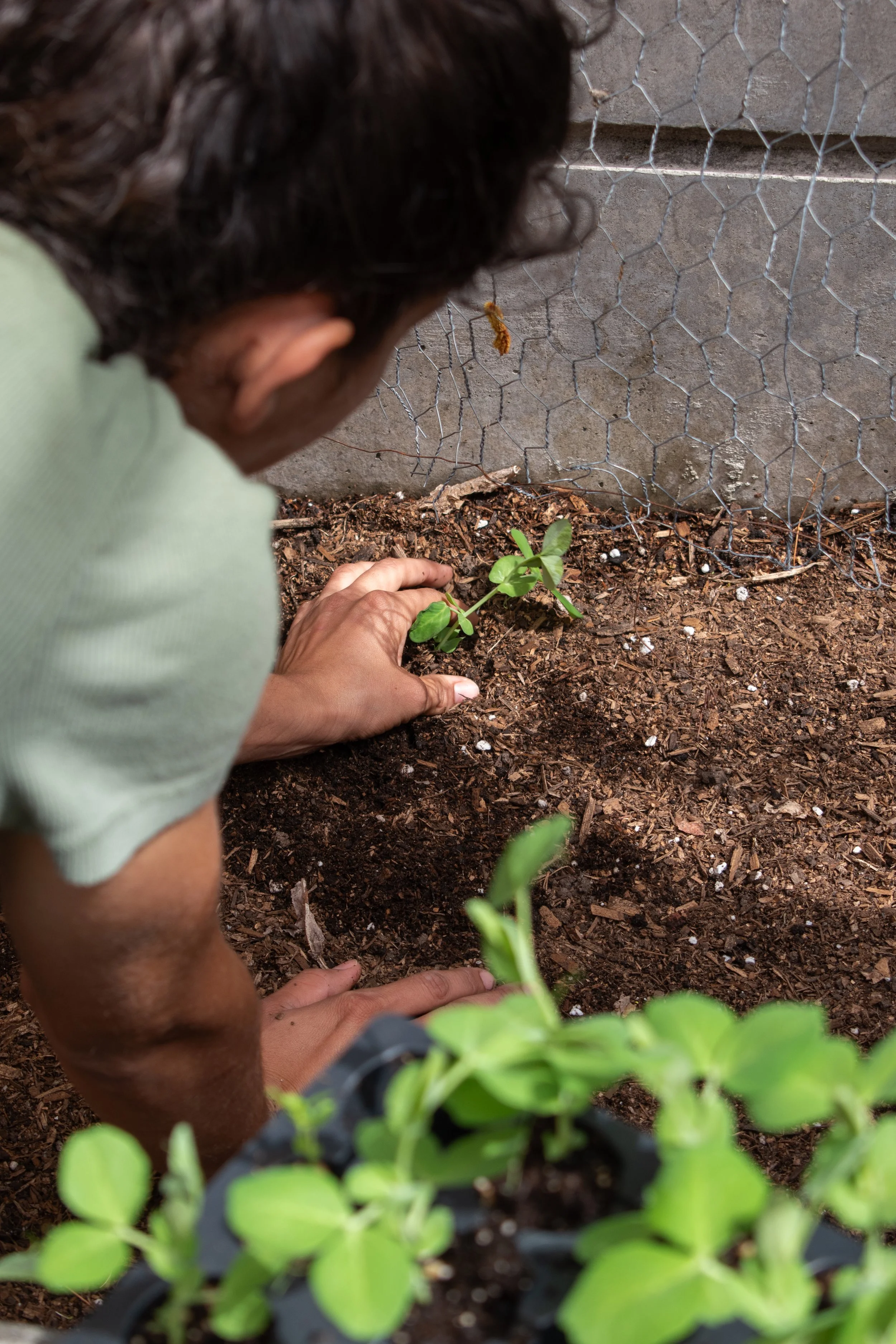A person planting a small green seedling in soil next to a wire fence and a concrete wall.