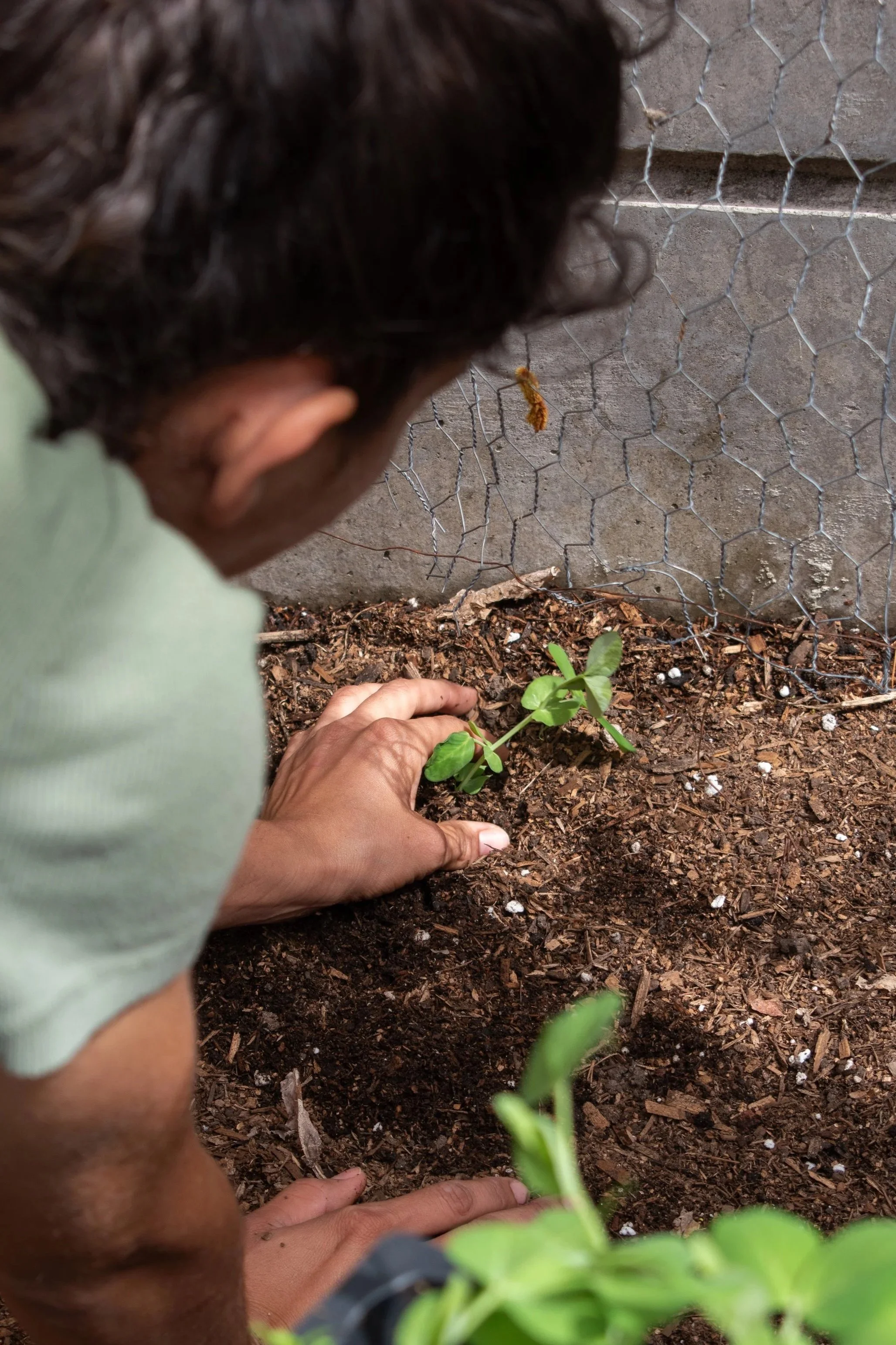 A person planting a small green seedling in soil next to a concrete wall and chicken wire fencing.