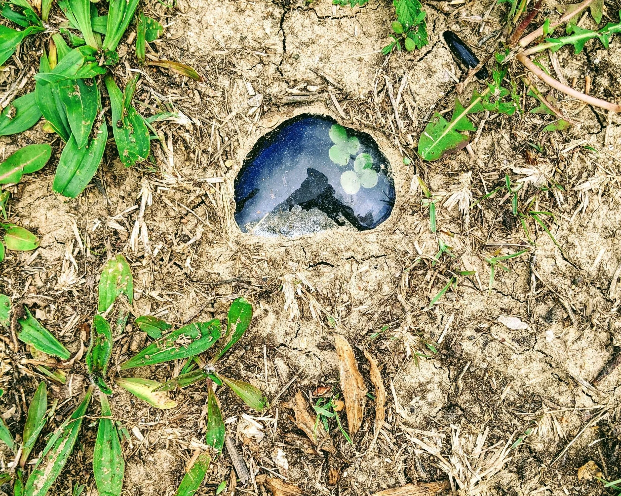 A small hole in the ground with water and floating plants inside, surrounded by dry soil and green grass.