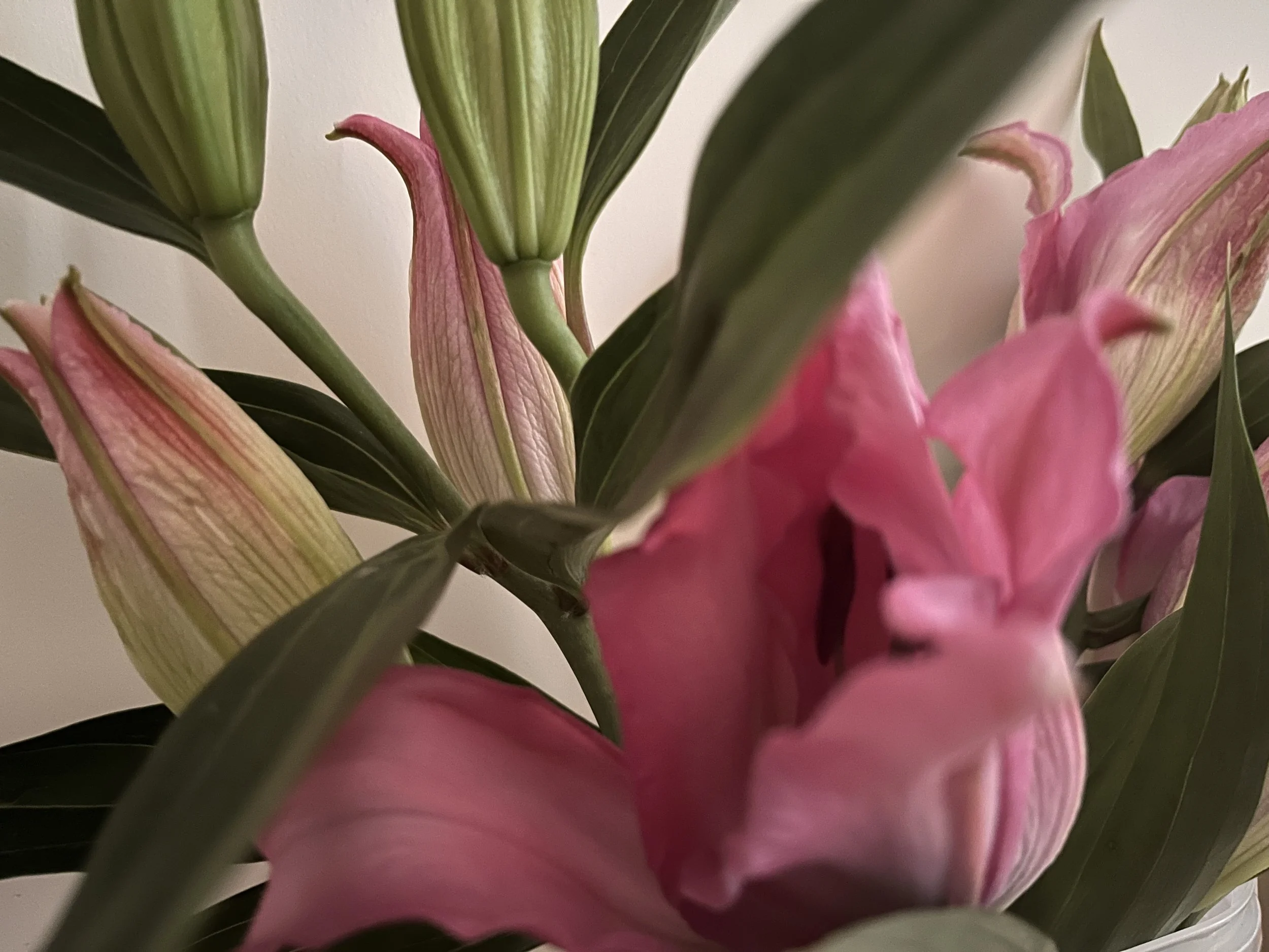 Day 25 — I think I am tired of just surviving