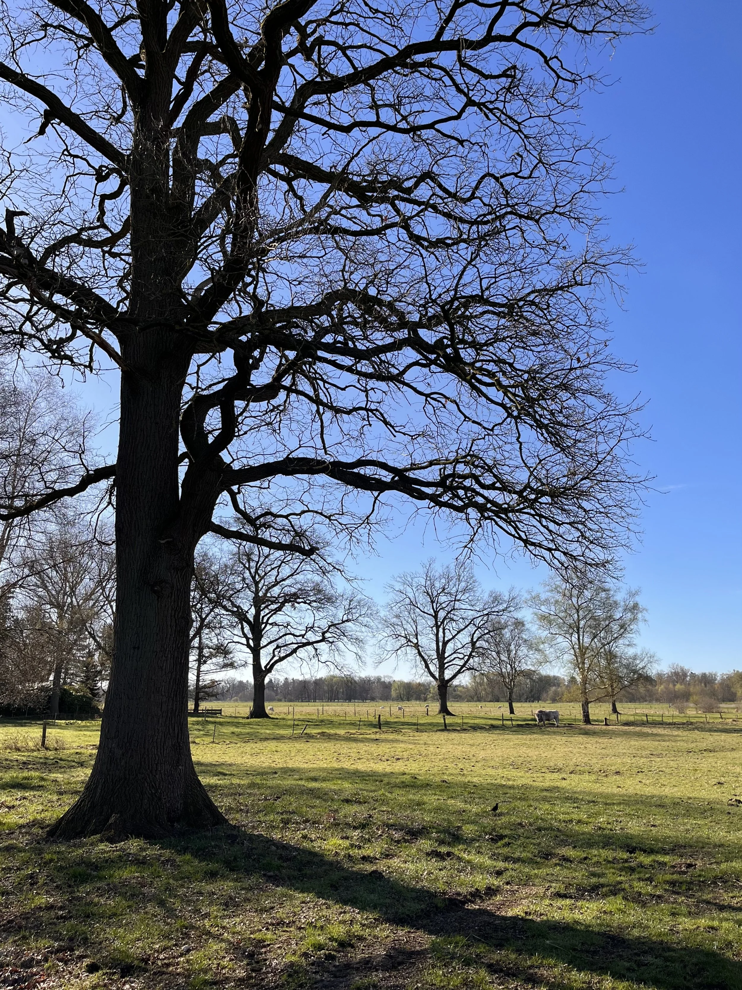 German countryside in spring