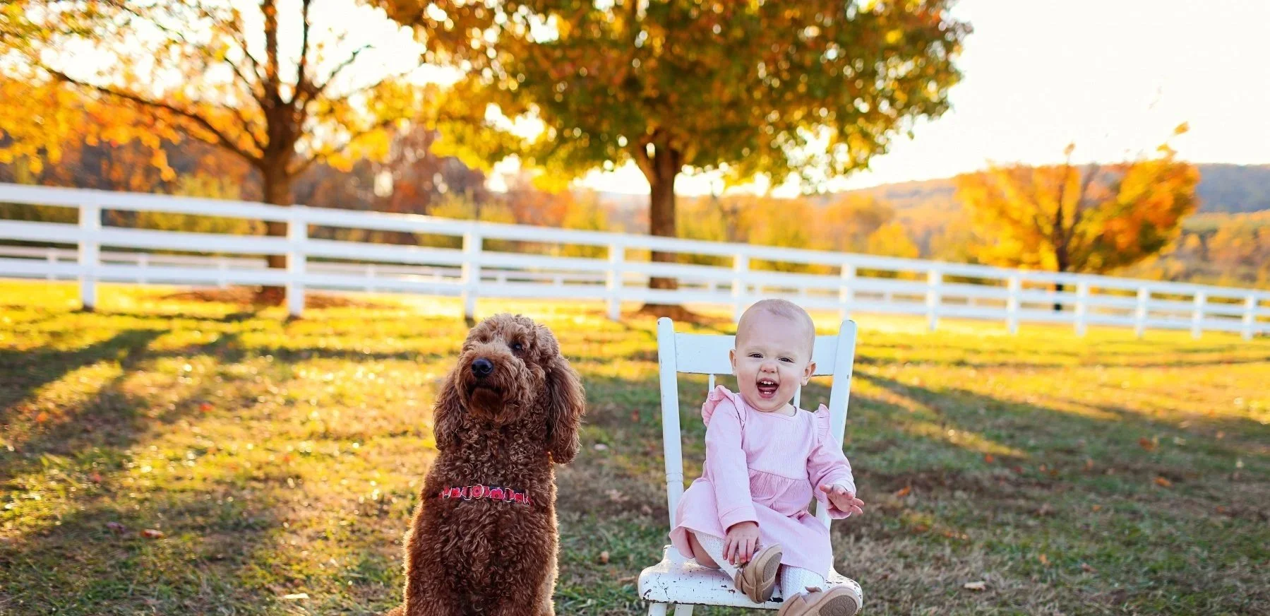 A young girl sitting on a white chair outdoors with a brown curly-haired dog beside her. They are in a grassy area with trees and a white fence in the background, during autumn.