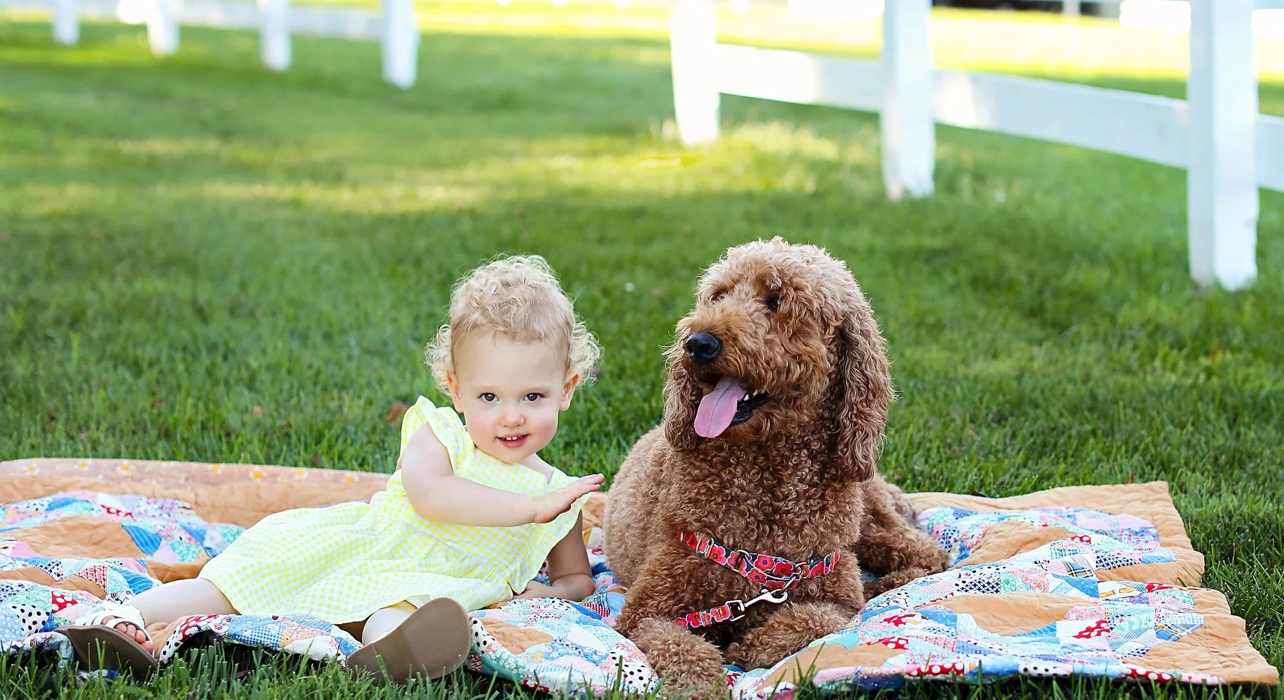 A young girl in a yellow dress sitting on a quilted blanket on green grass, with a large brown curly-haired dog lying beside her, in a fenced outdoor area.