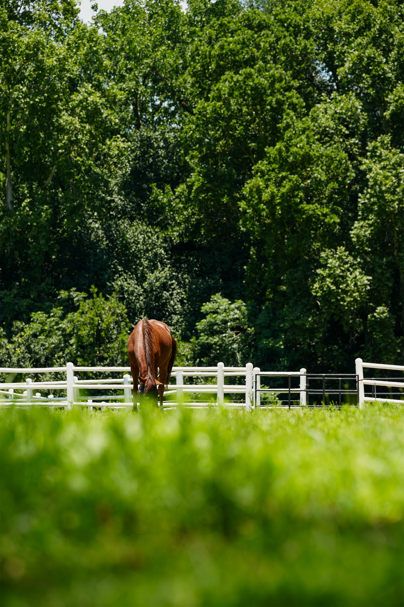 Blair-Atholl-Equestrian-11.png