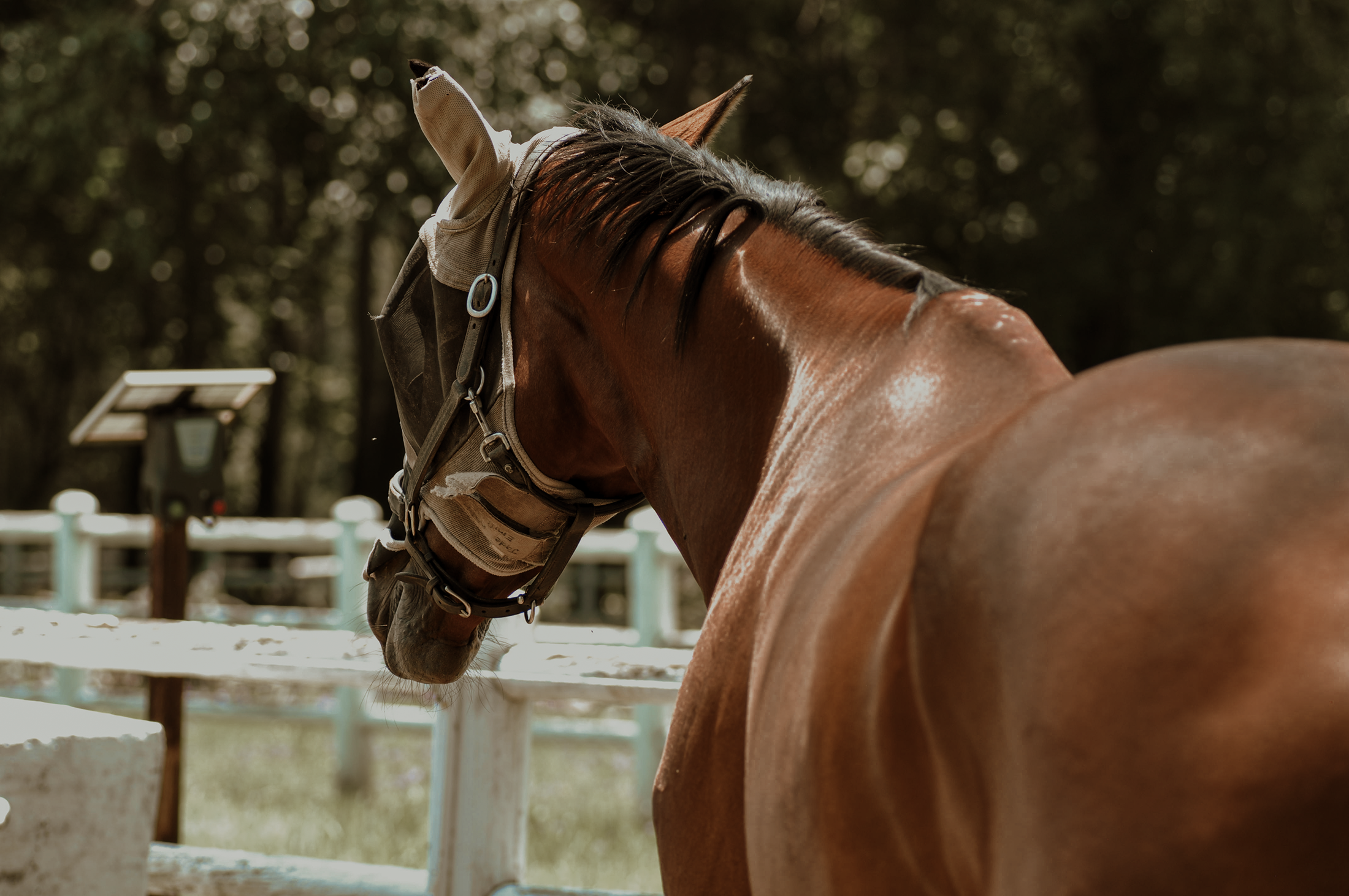Blair-Atholl-Equestrian-2.png