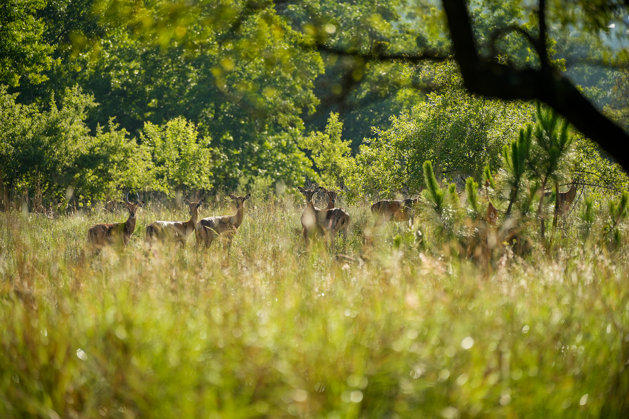 Blair-atholl-wildlife-brand-photography-2.png