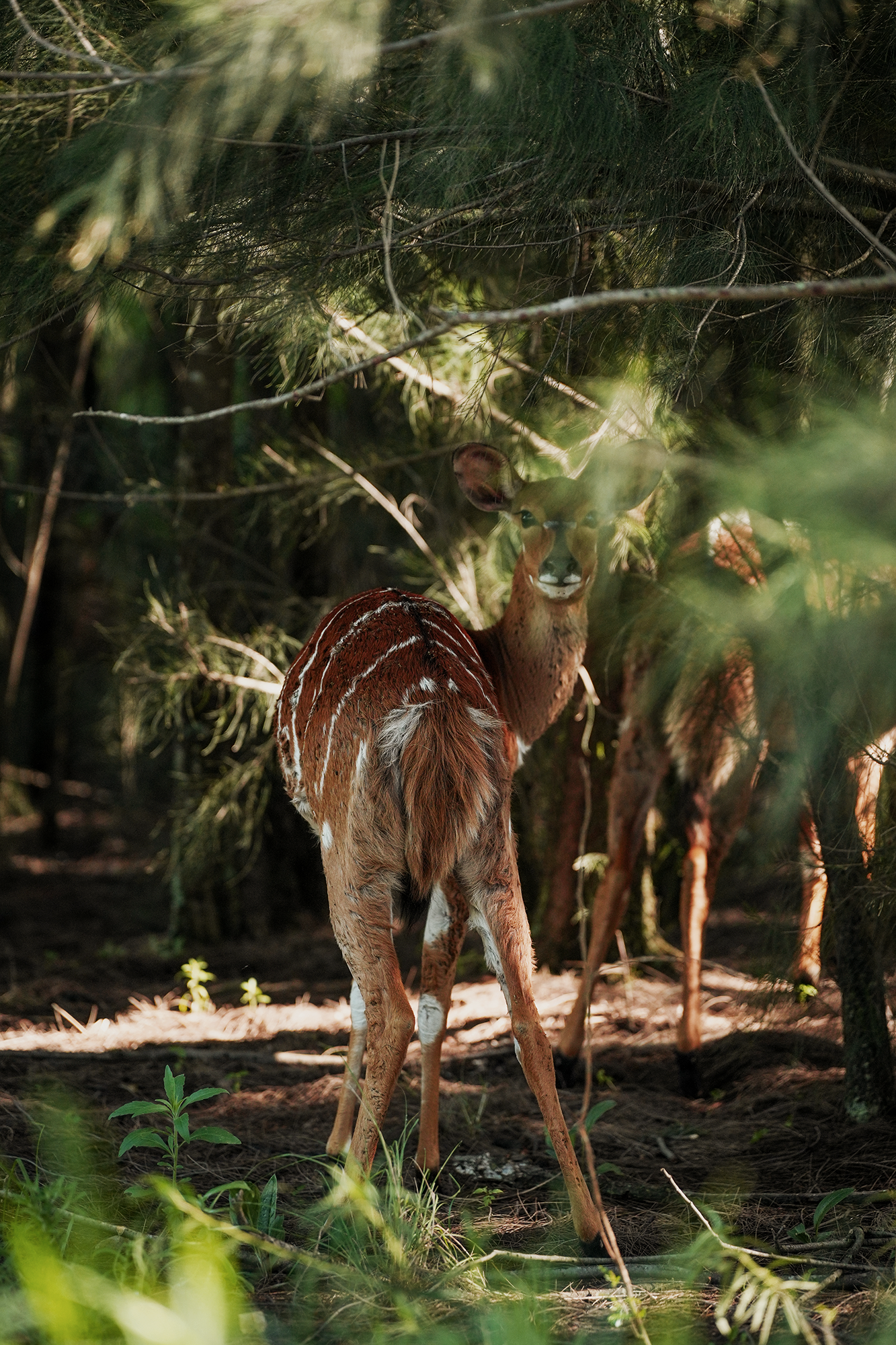 Blair-atholl-wildlife-brand-photography-3.png
