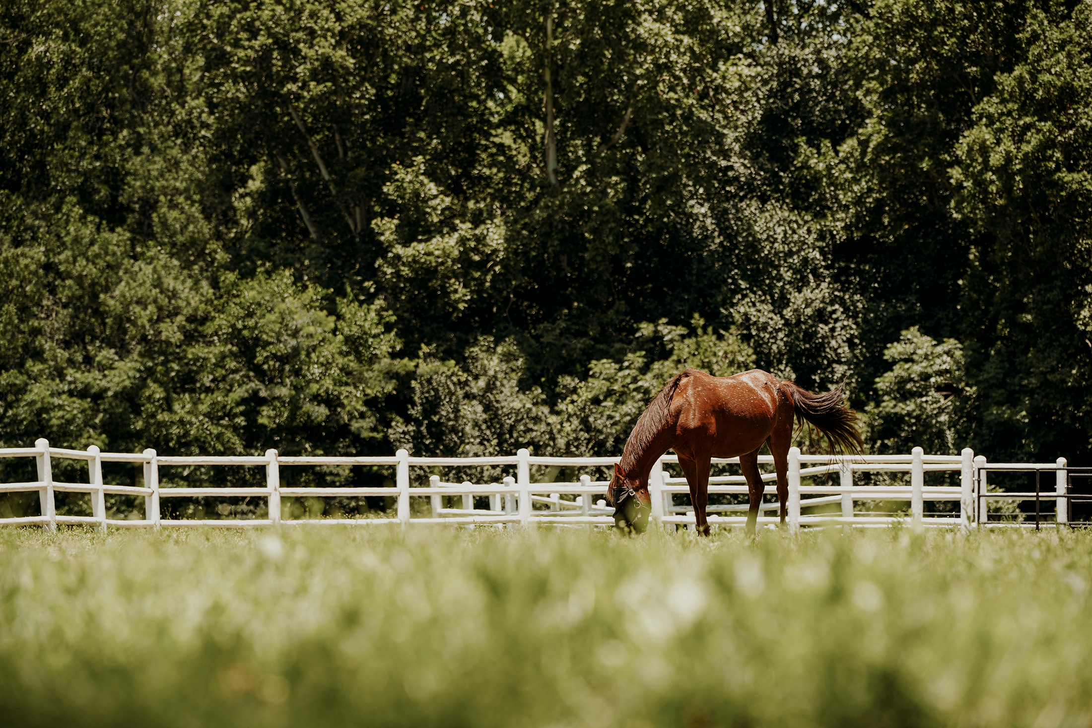 Blair-Atholl-Equestrian-9.png