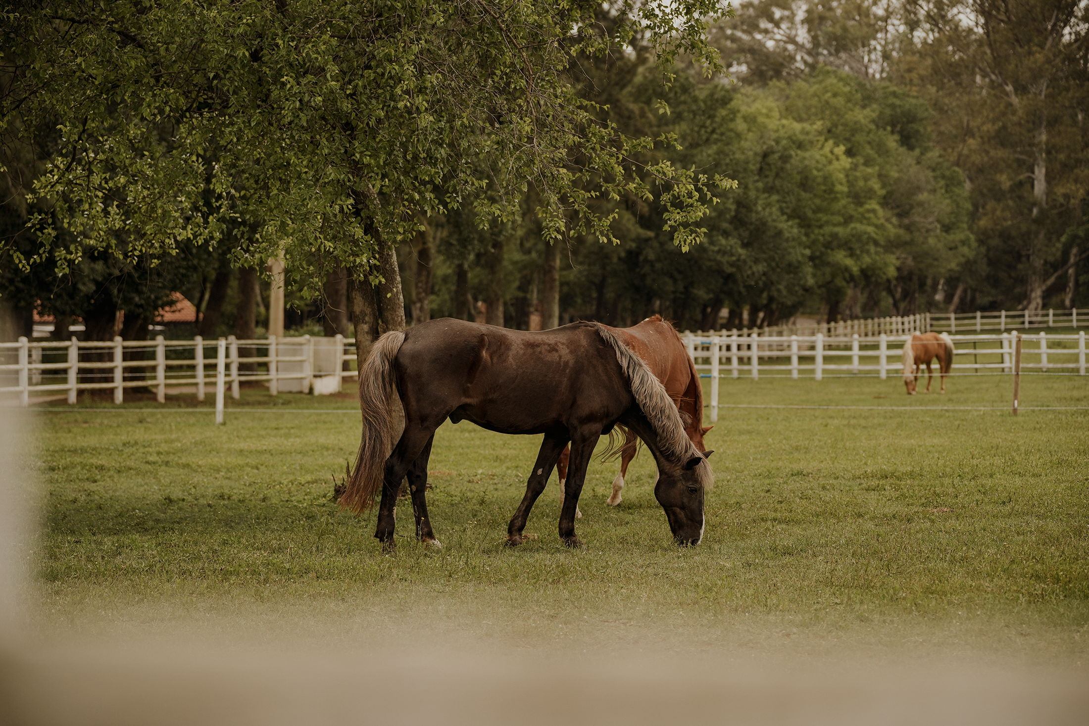 Blair-Atholl-Equestrian-21.png