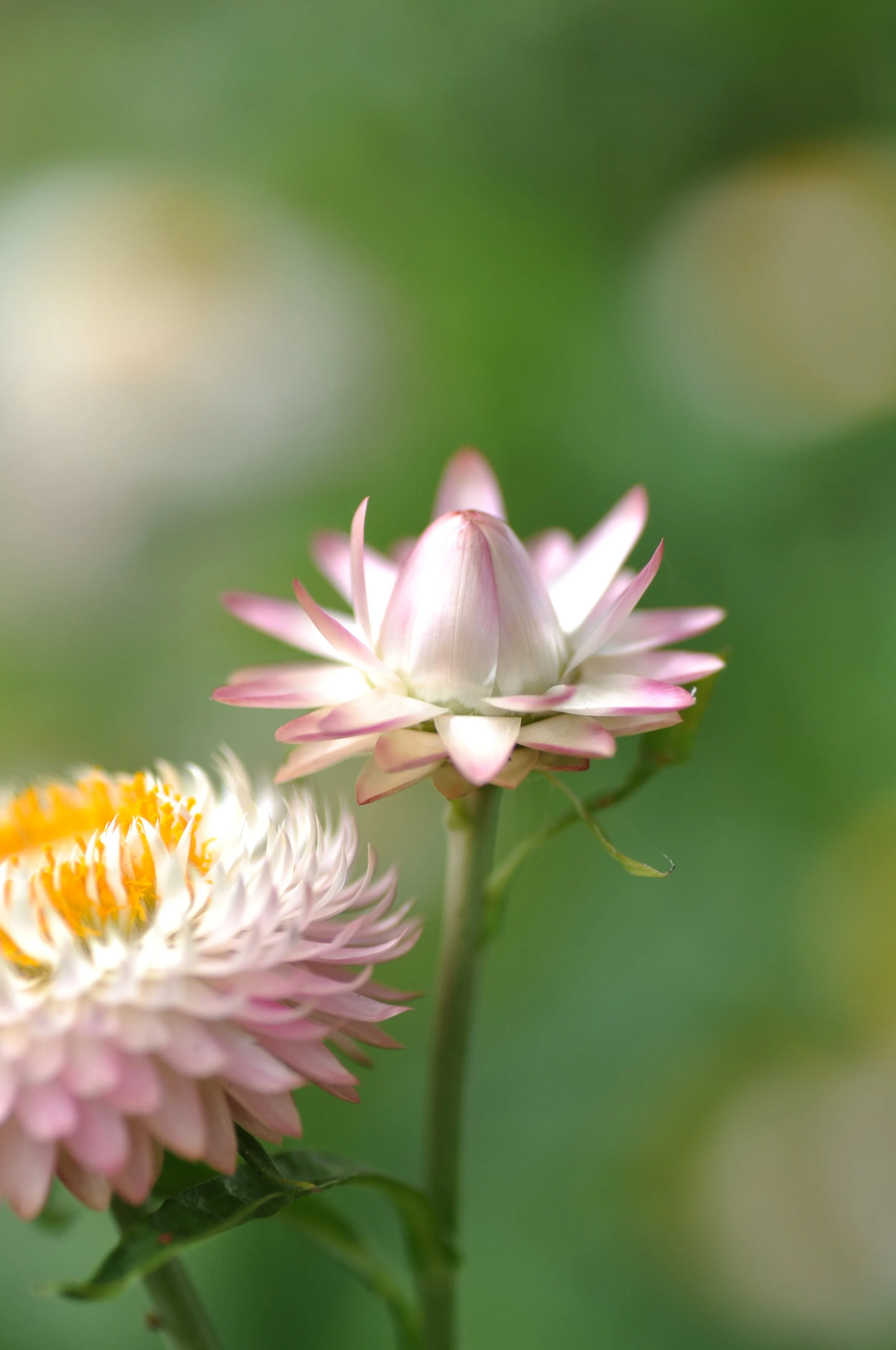 DSC_1672.JPG