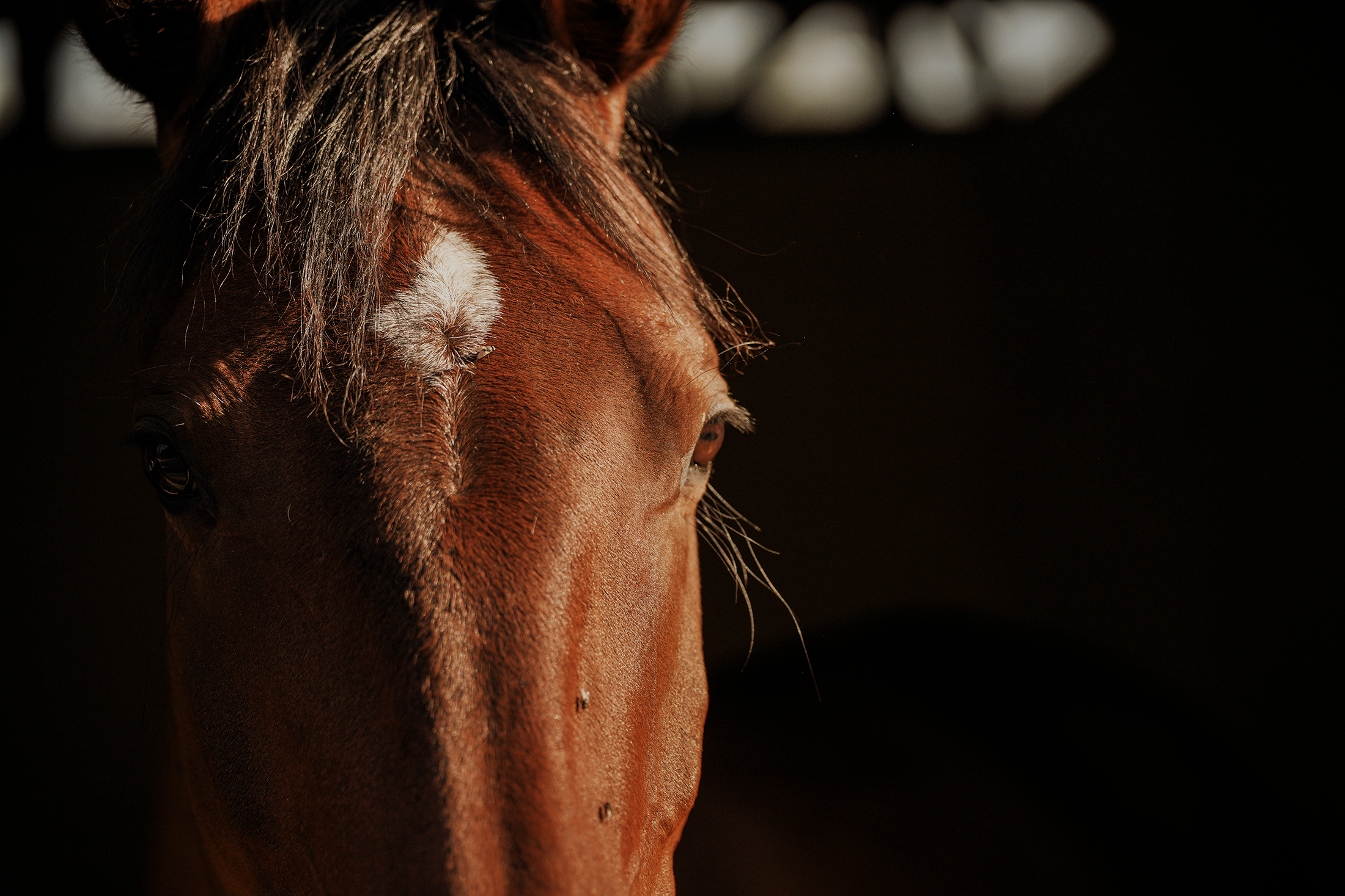 Blair-Atholl-Equestrian-13.png