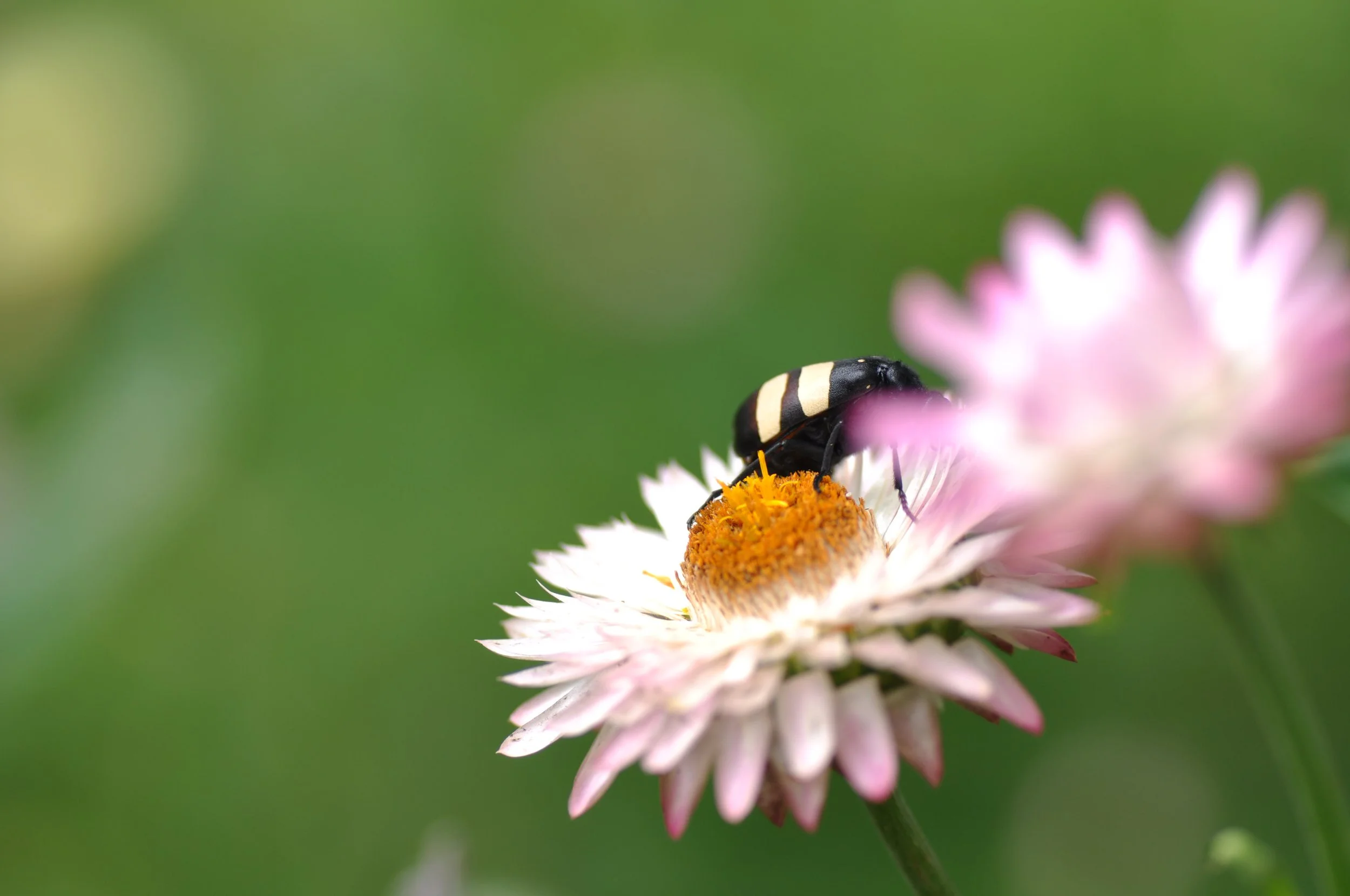 DSC_1663.JPG