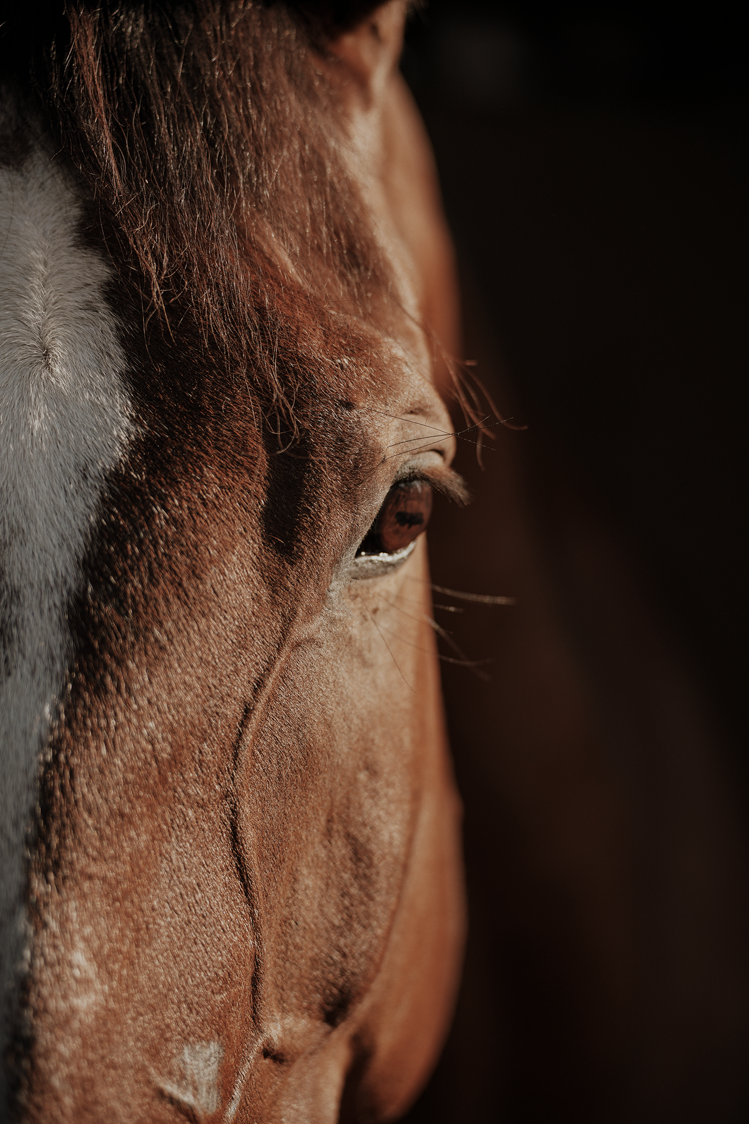 Blair-Atholl-Equestrian-14.png