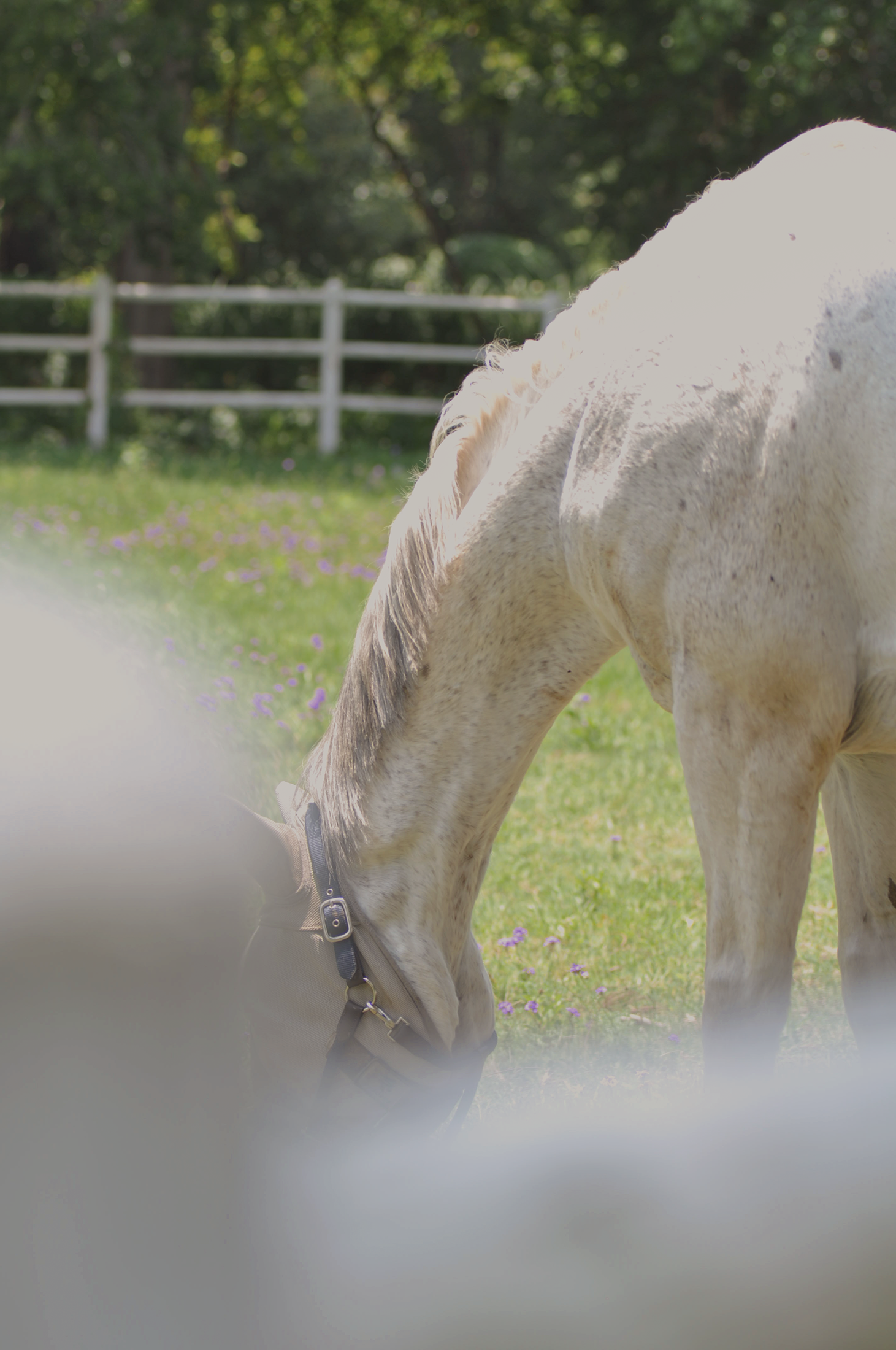 Blair-Atholl-Equestrian-3.png