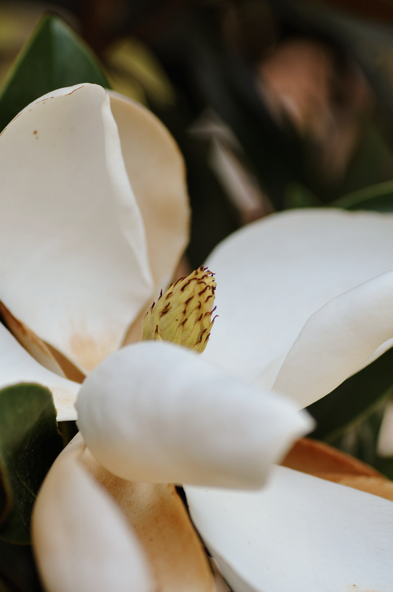 DSC_0148.png