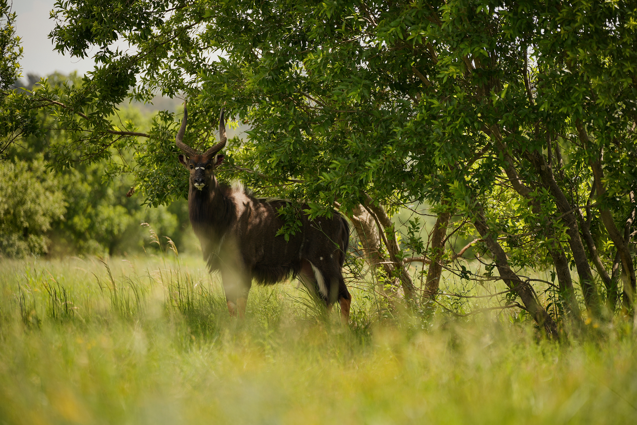 Blair-atholl-wildlife-brand-photography-1.png