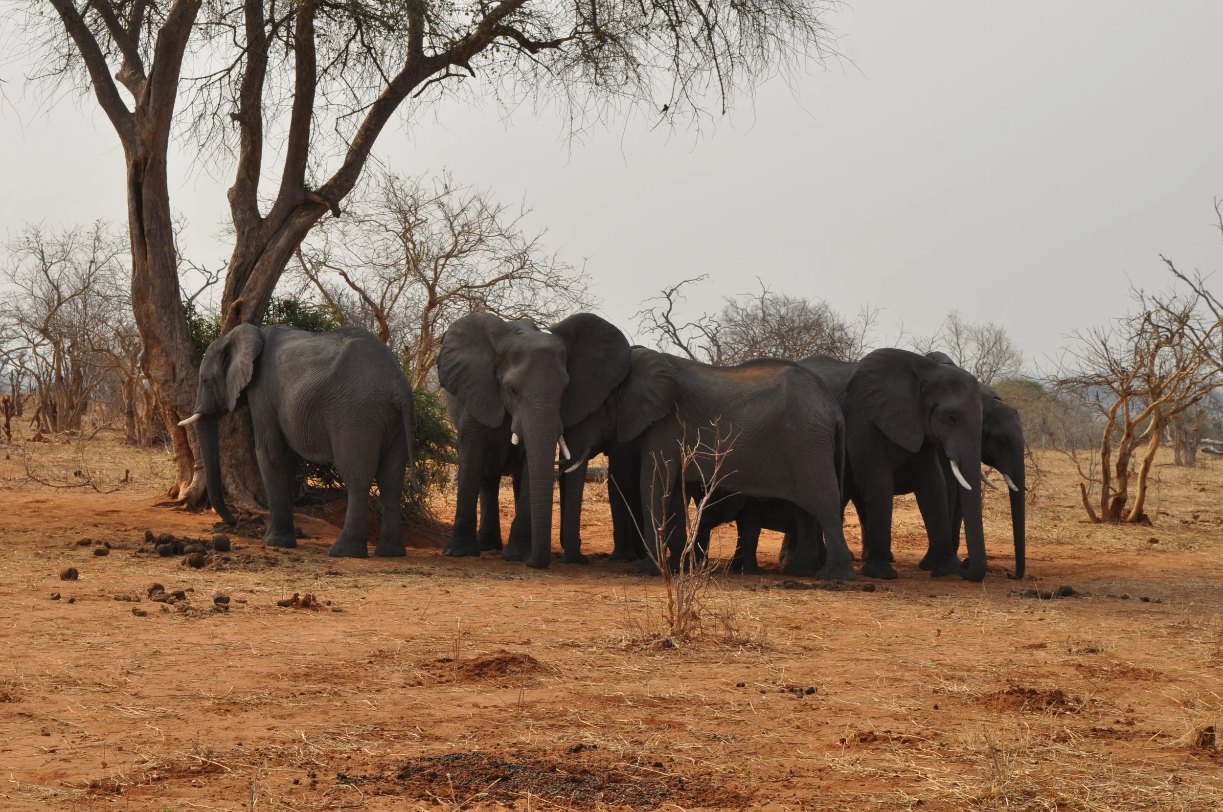 New Research OUT! Exploring the reaction of African elephants towards African honeybees in northern Botswana
