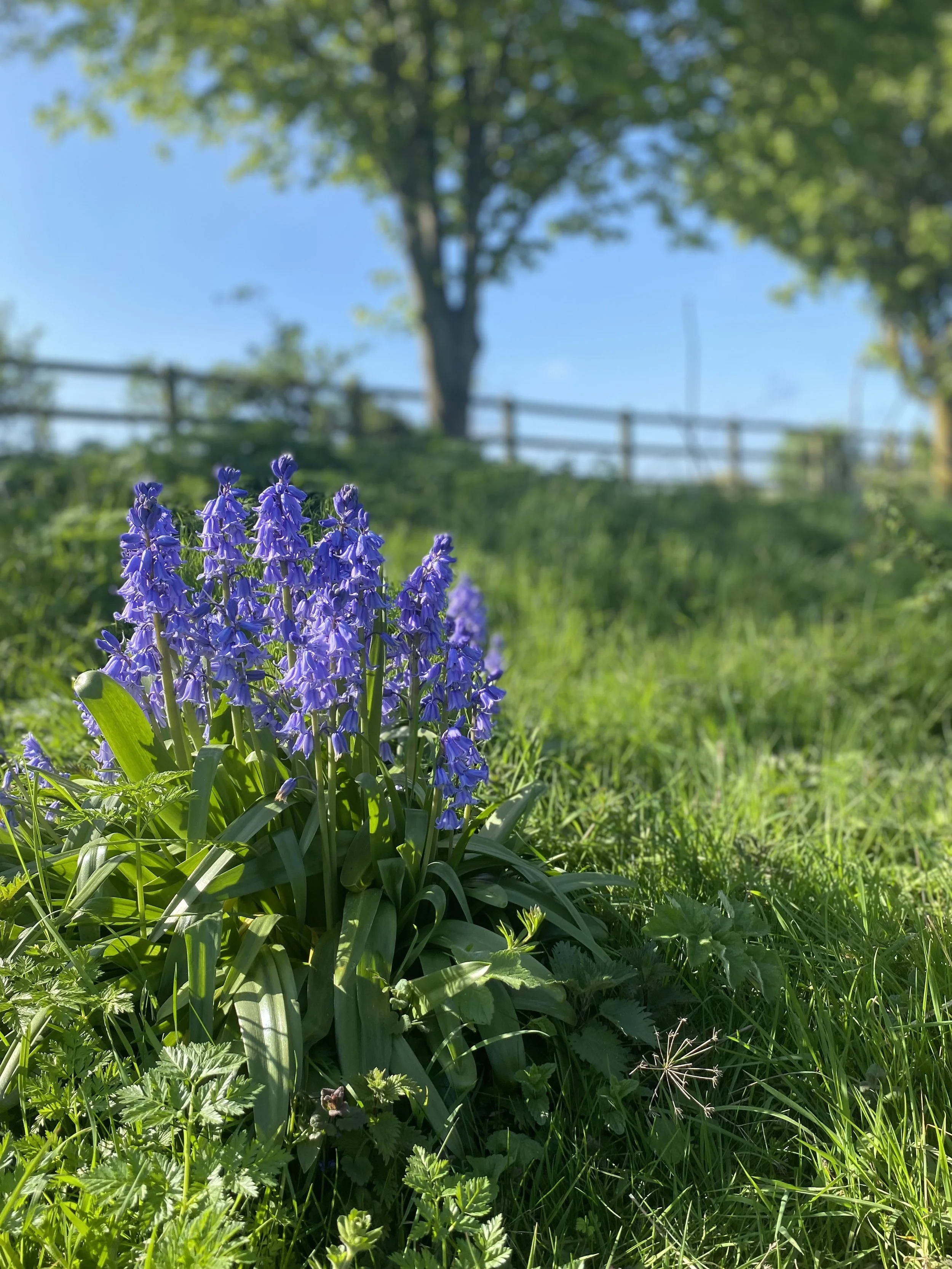 Purple wildflowers growing in a green grassy field with a large tree and blue sky in the background.