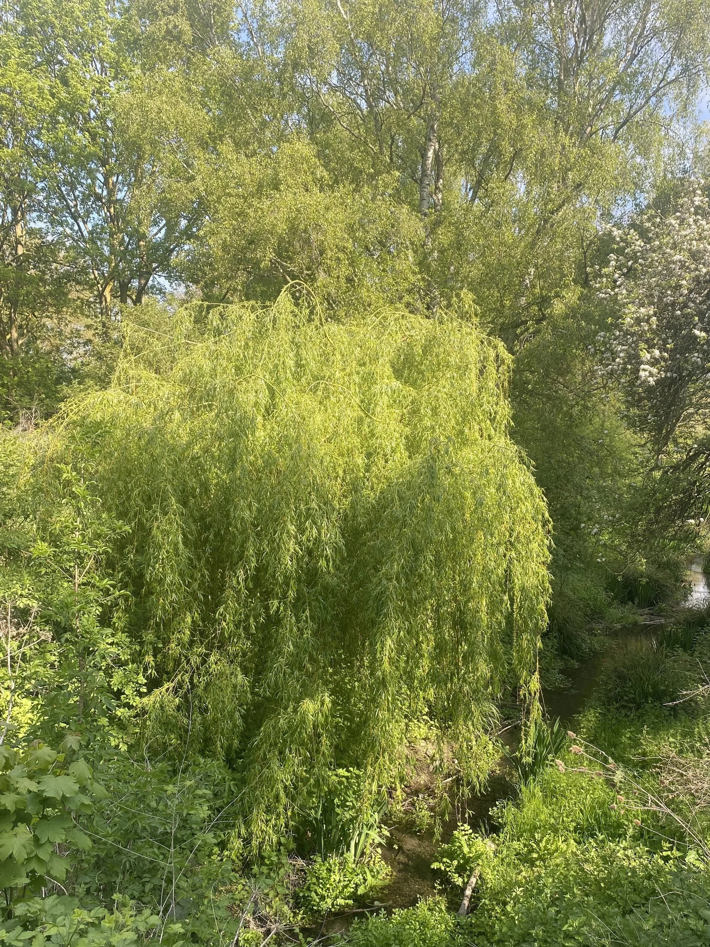Lush green trees and plants along a small creek or stream, with sunlight filtering through the leaves on a bright day.
