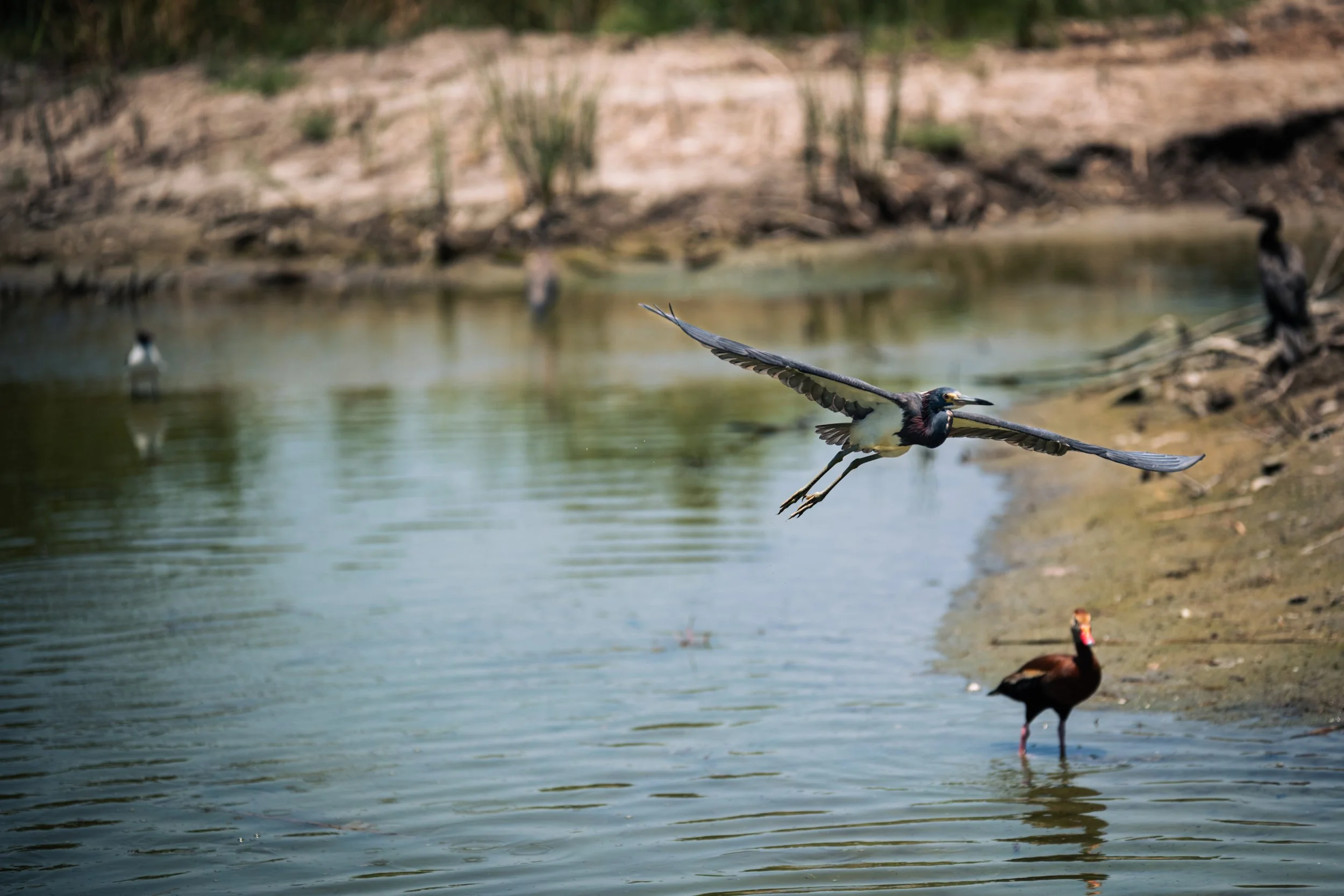 BirdingCenterJune2026-3.jpg