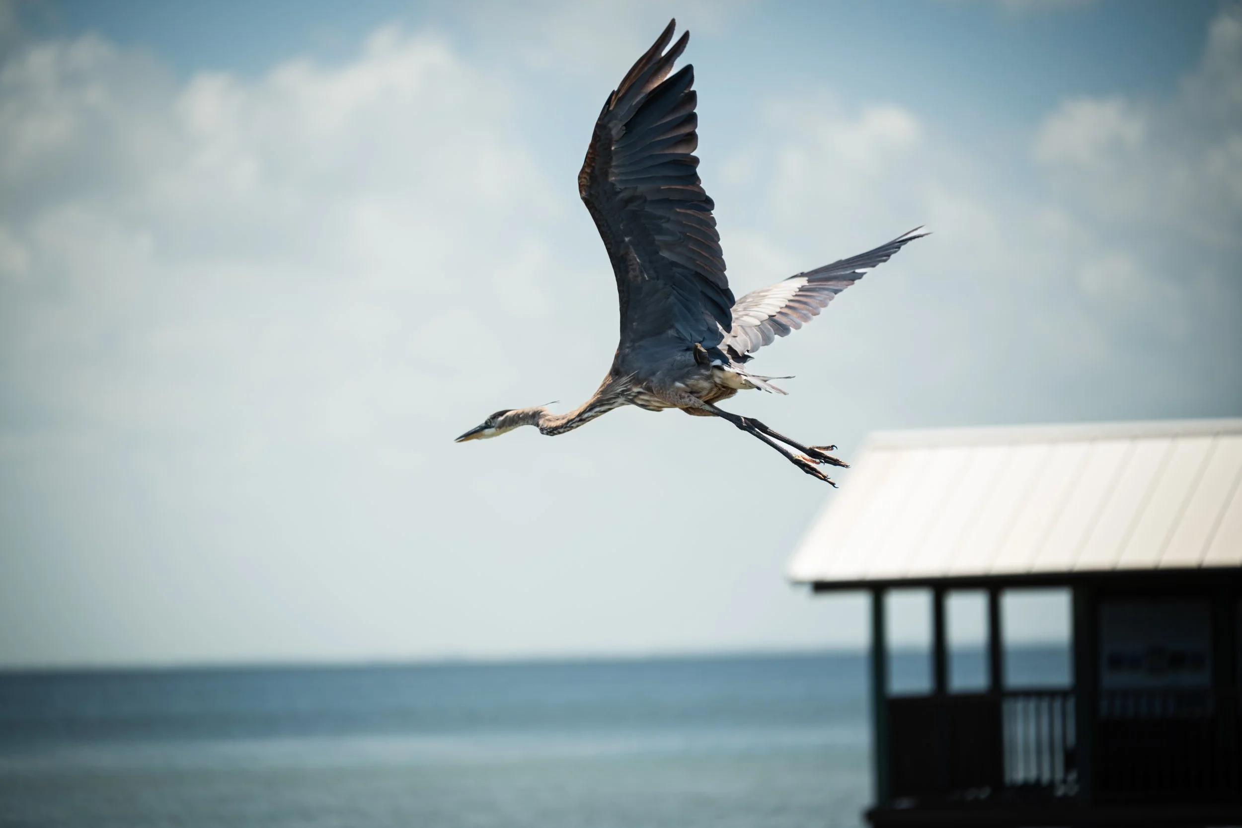 BirdingCenterJune2026-6.jpg