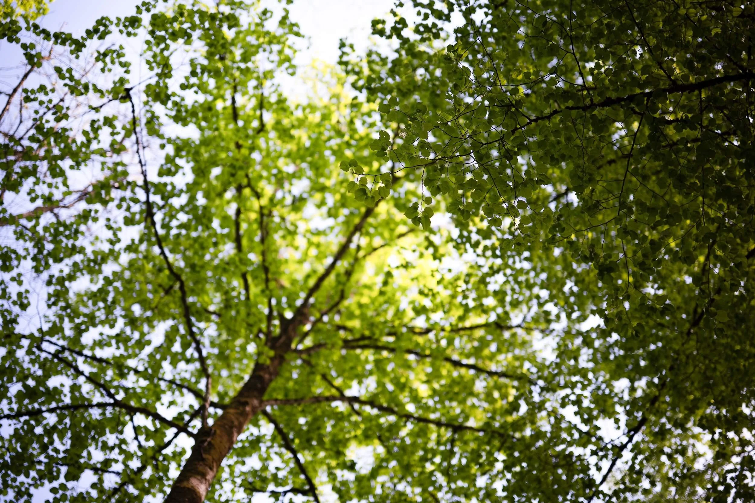Blick nach oben auf die Baumkrone mit grünen Blättern und Ästen, Sonnenlicht schimmert durch das Laub