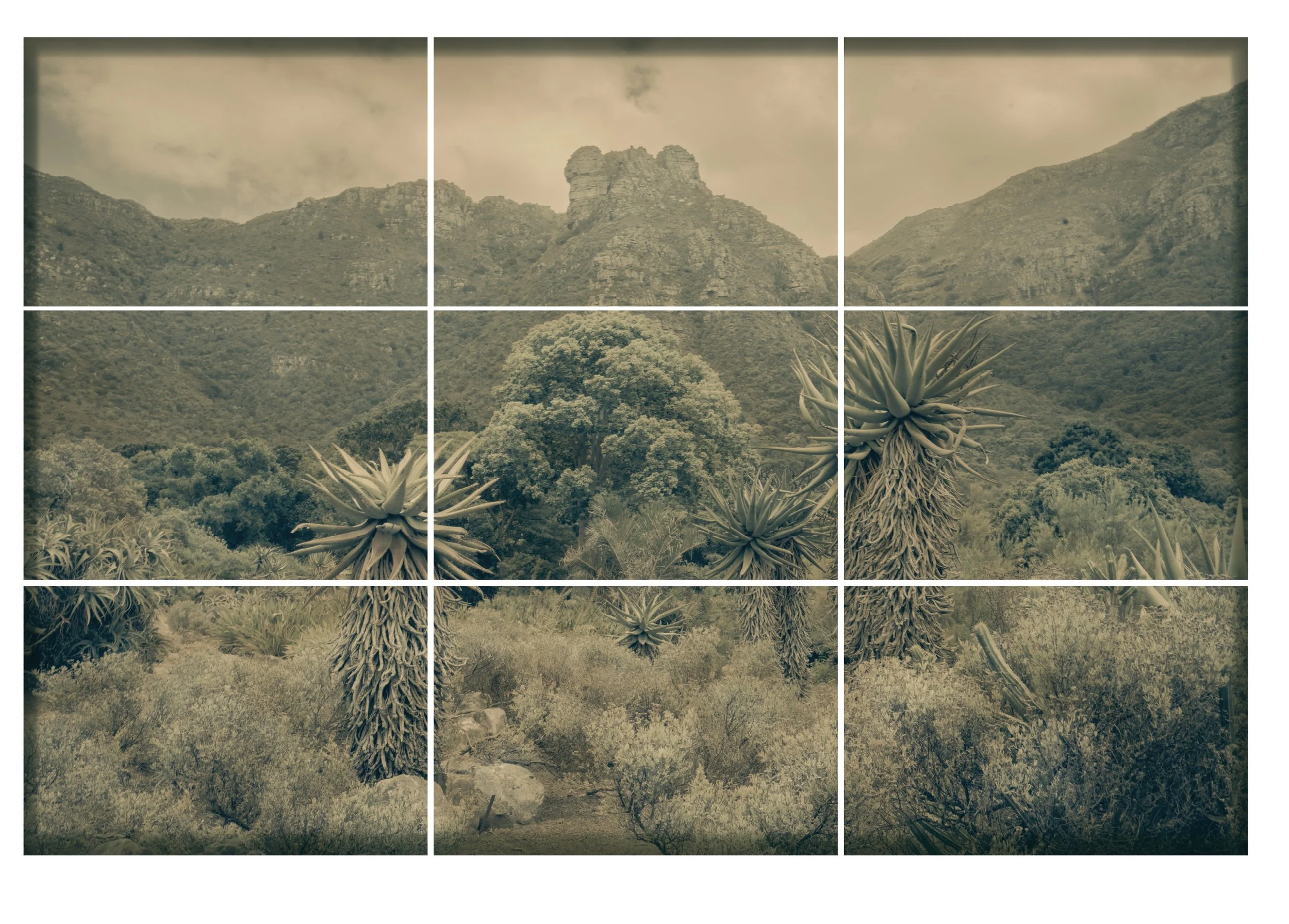 Aloe Valley_Kristina Chan.jpg