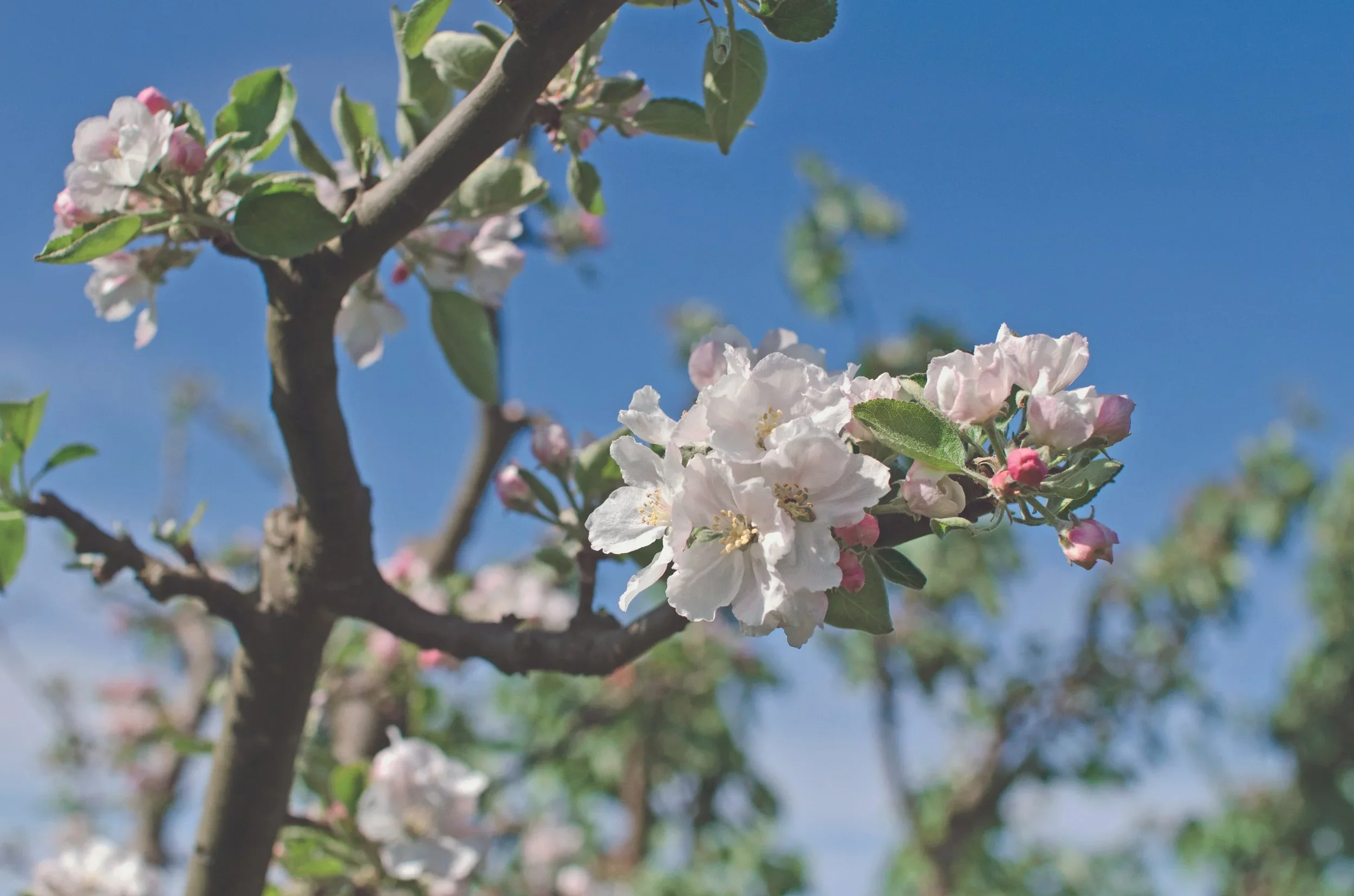 Äppelblom [Canvastavla]
från 350,00 kr
Canvastavla med naturmotiv

Äppelblom, blommande äppelträd, Ven

Fotograf: Jasmin E. Hållberg 

Liggande format i 20×30 cm, ram tillval

Leveranstid 5-7 dagar

Miljövänlighet i åtanke: Tryckeriet är certifierat 