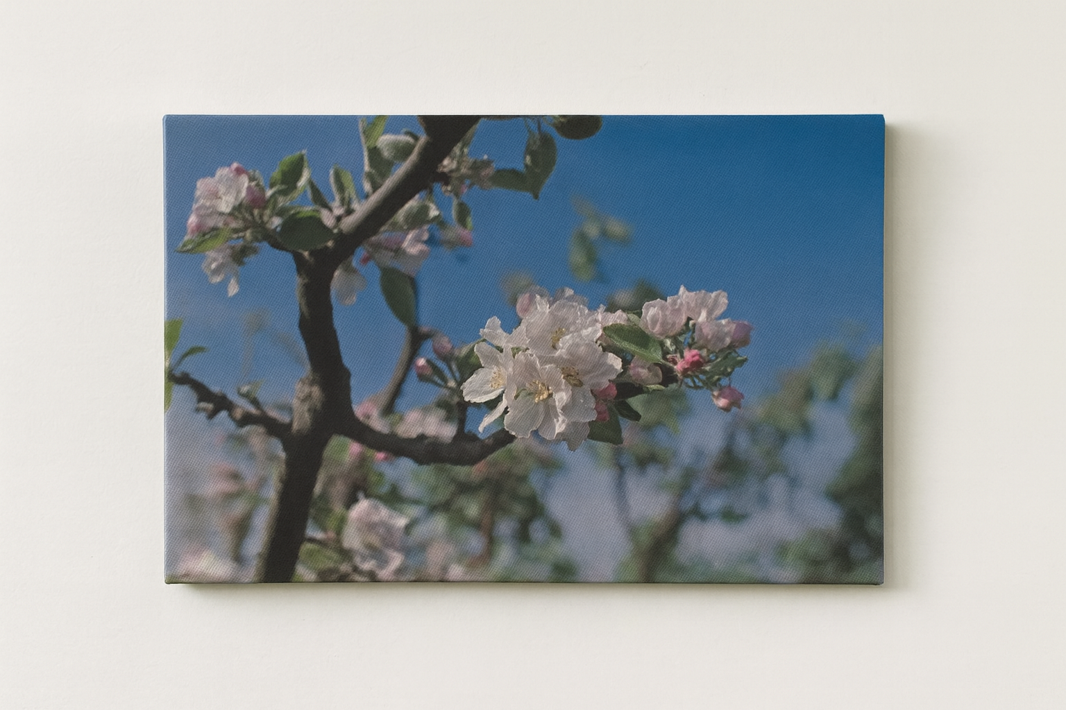 Äppelblom [Canvastavla]
från 350,00 kr
Canvastavla med naturmotiv

Äppelblom, blommande äppelträd, Ven

Fotograf: Jasmin E. Hållberg 

Liggande format i 20×30 cm, ram tillval

Leveranstid 5-7 dagar

Miljövänlighet i åtanke: Tryckeriet är certifierat 
