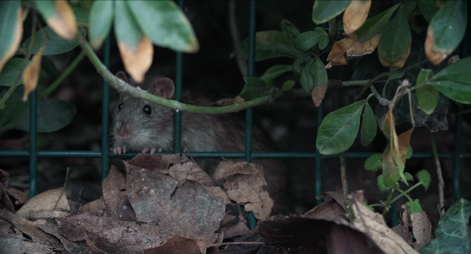 Still 2025-11-25 210115_1.38.1.png