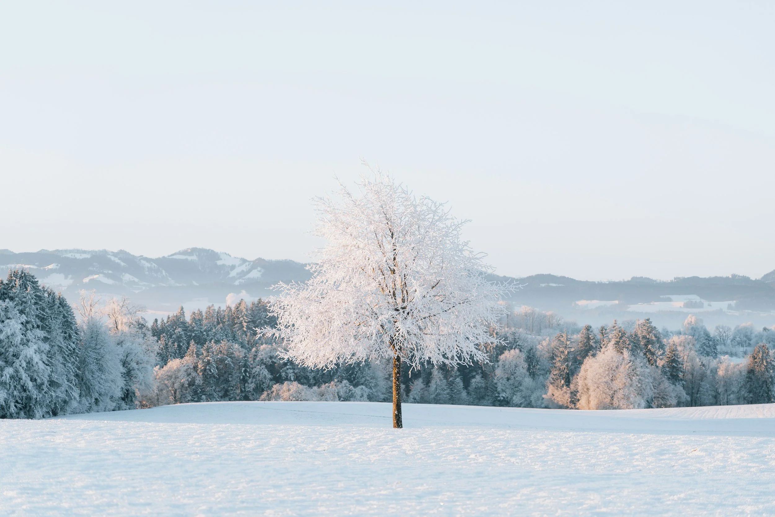 A snow-covered landscape featuring a solitary tree with snow-laden branches, set against a backdrop of distant snow-capped hills and a forest of trees also covered in snow, under a clear pale blue sky.