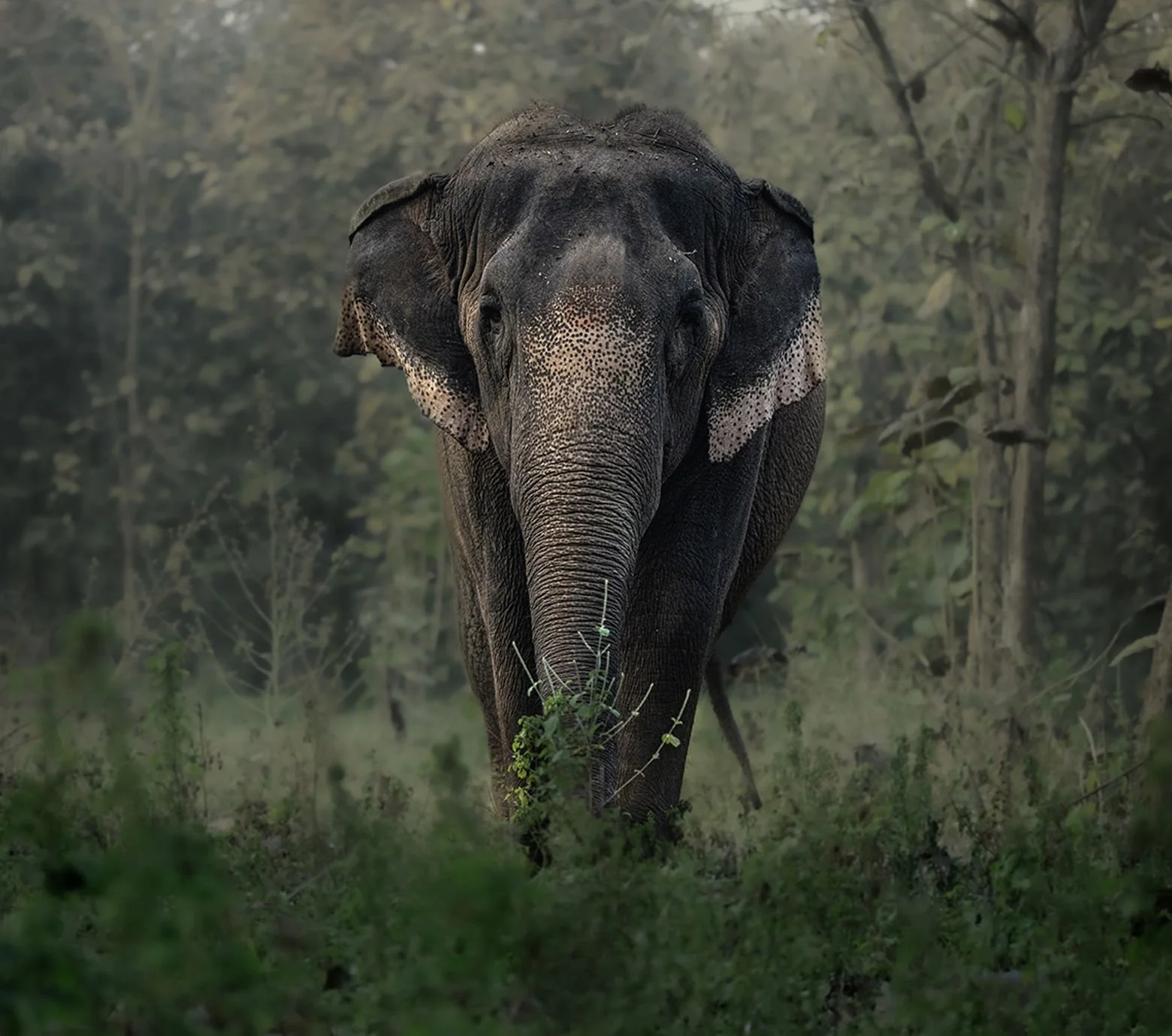 Archive Producer/ Location Coordinator | Vantara : Every Life Matters | National Geographic
