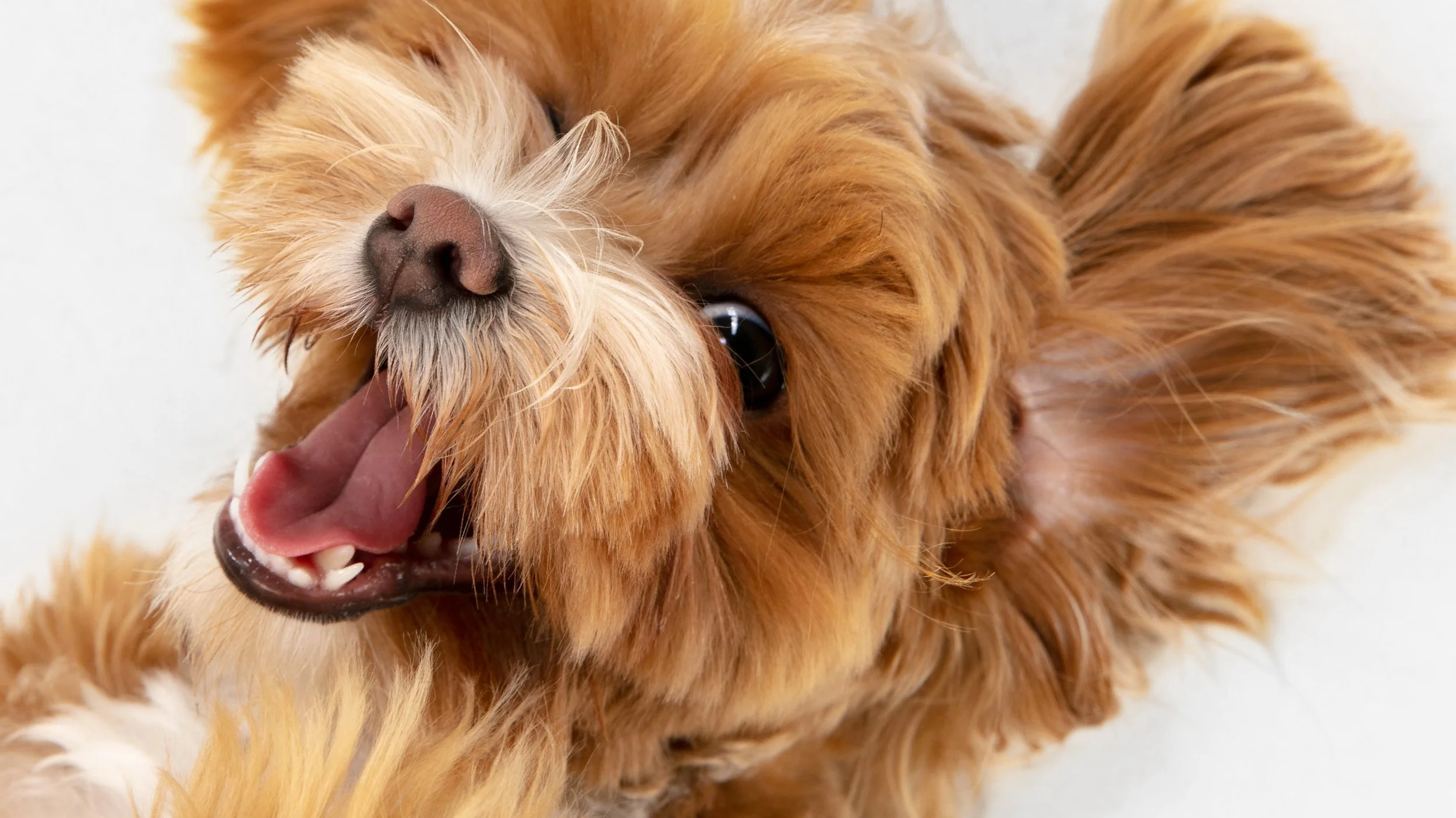 A happy, fluffy golden retriever dog with its mouth open and tongue out, looking up.