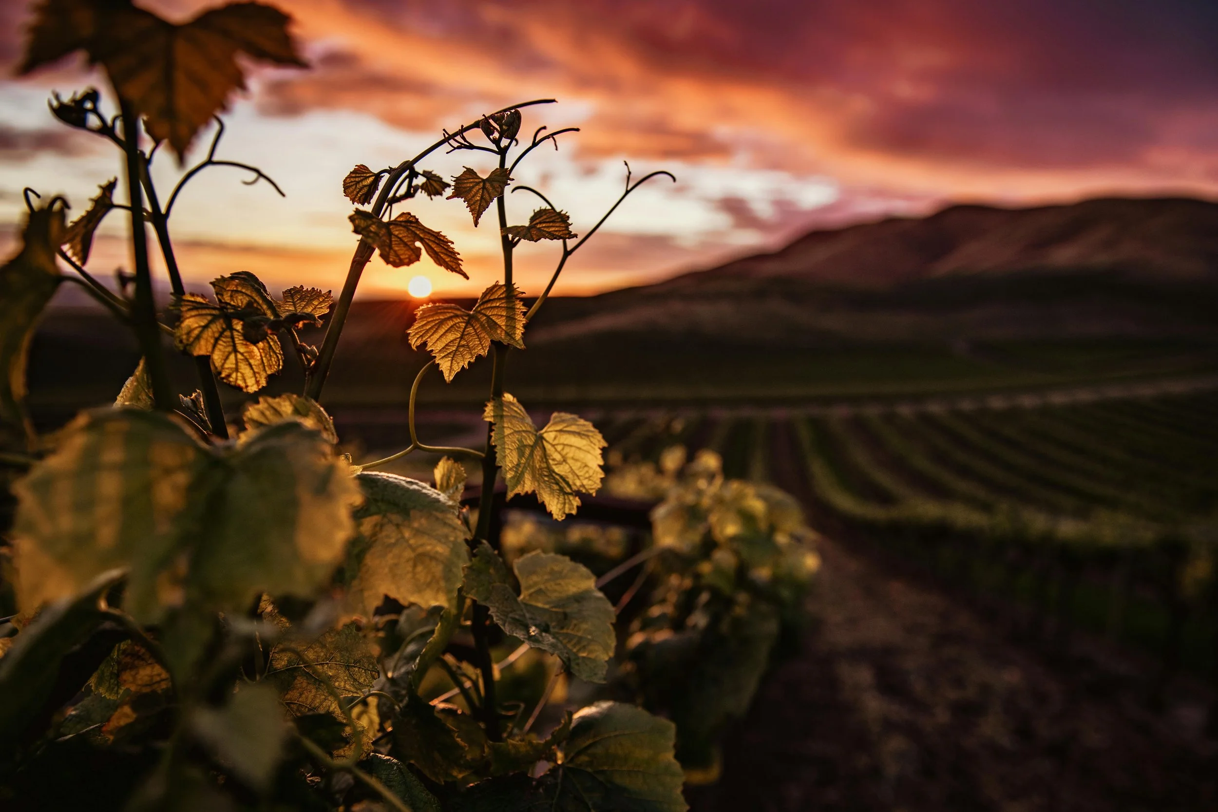 Grape vines in a vineyard during sunset with a colorful sky and mountains in the background.