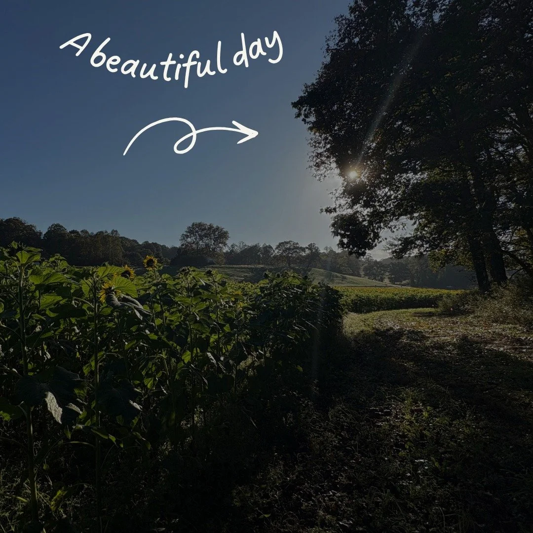 🌻 Sunflower fields forever! Just a short, scenic drive from your stay at Blue Door, Dahlonega, you&rsquo;ll find the breathtaking Fausett Farms Sunflowers!💛Wander through acres of glowing blooms, snap Insta-worthy photos, and soak up the sunshine. 