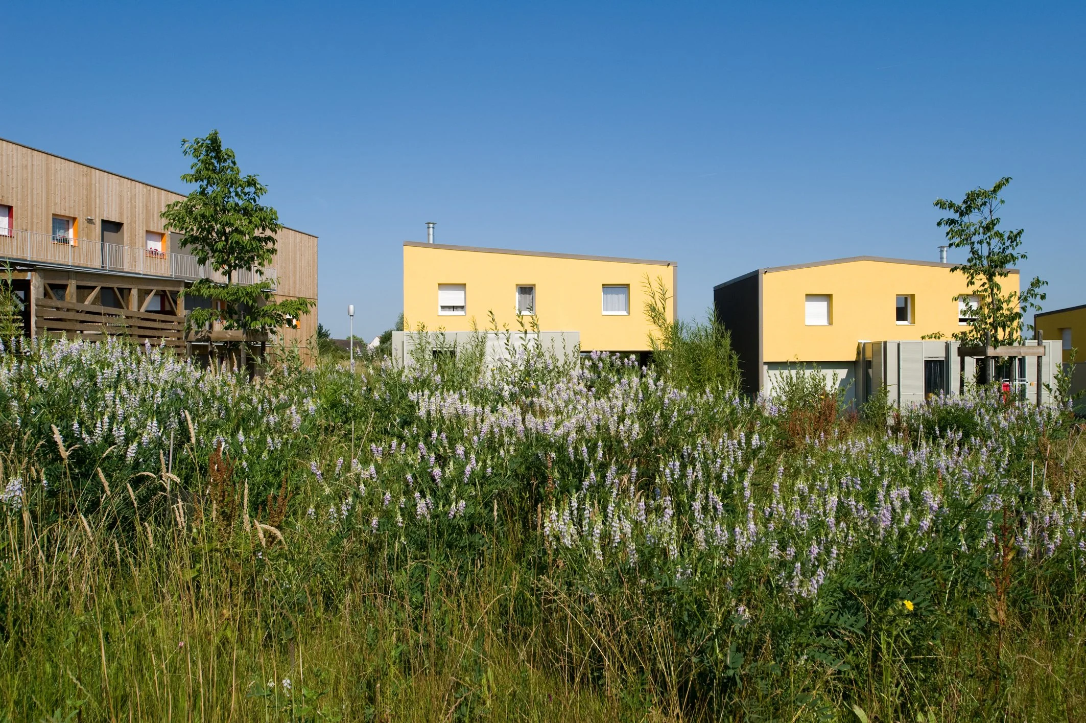 10-Collegien3.jpg