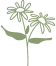 An illustration of a botanical flower element.