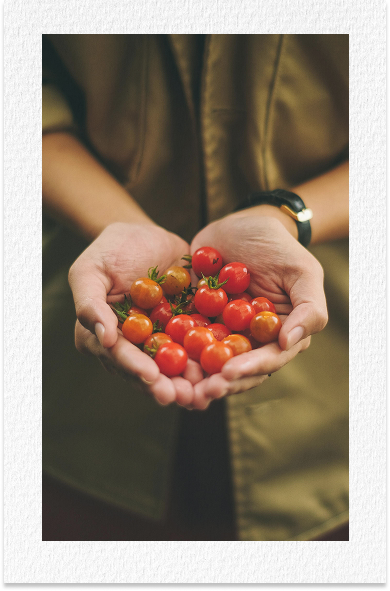 Person holding a handful of cherry tomatoes.