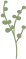 An illustration of a botanical element.