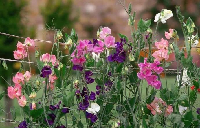 Colorful sweet pea flowers growing on a plant supported by a trellis in a garden.